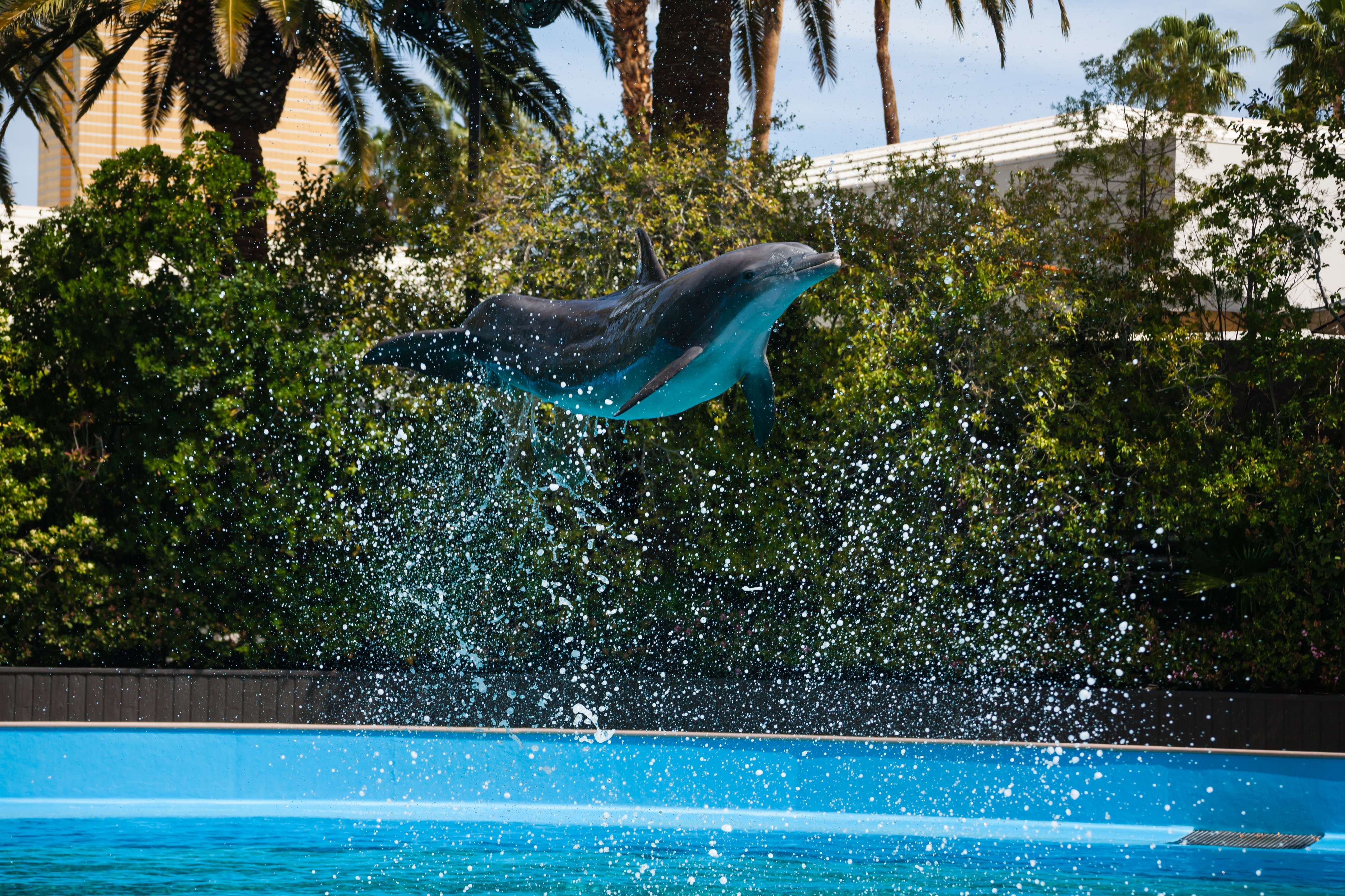 The Aquarium At the Mirage
