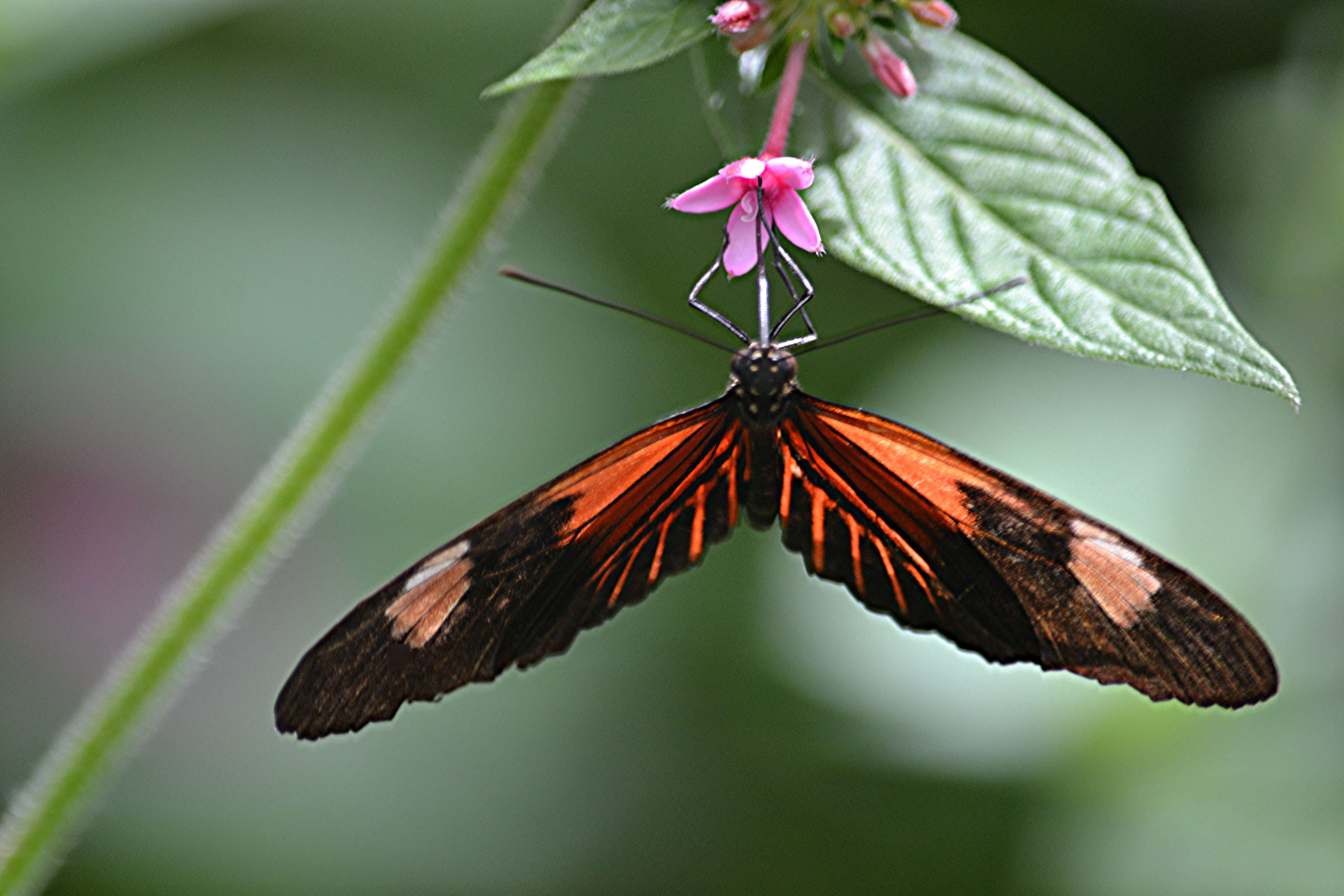 Explore Fairchild Tropical Botanic Garden