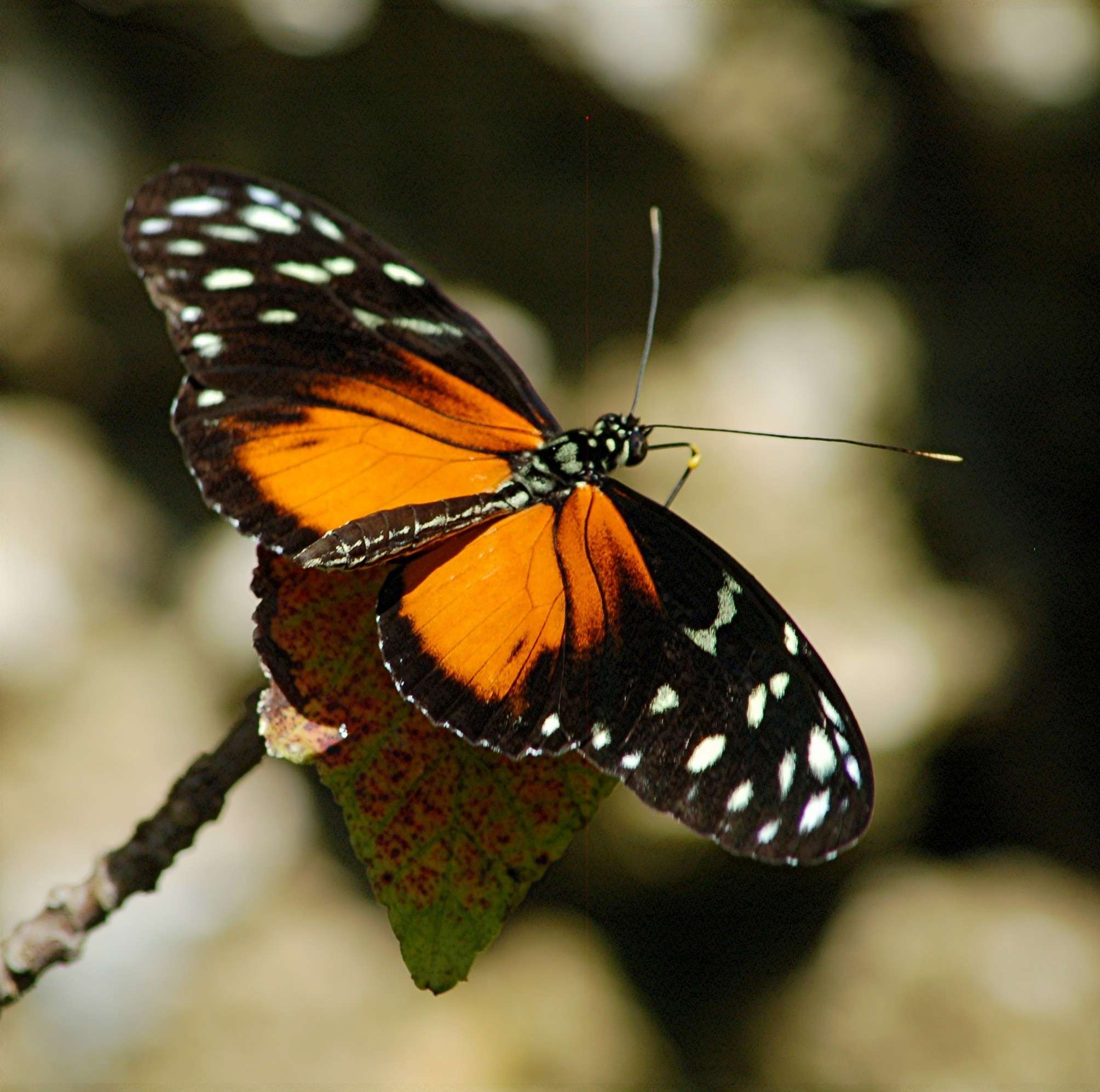 Visit Butterfly World
