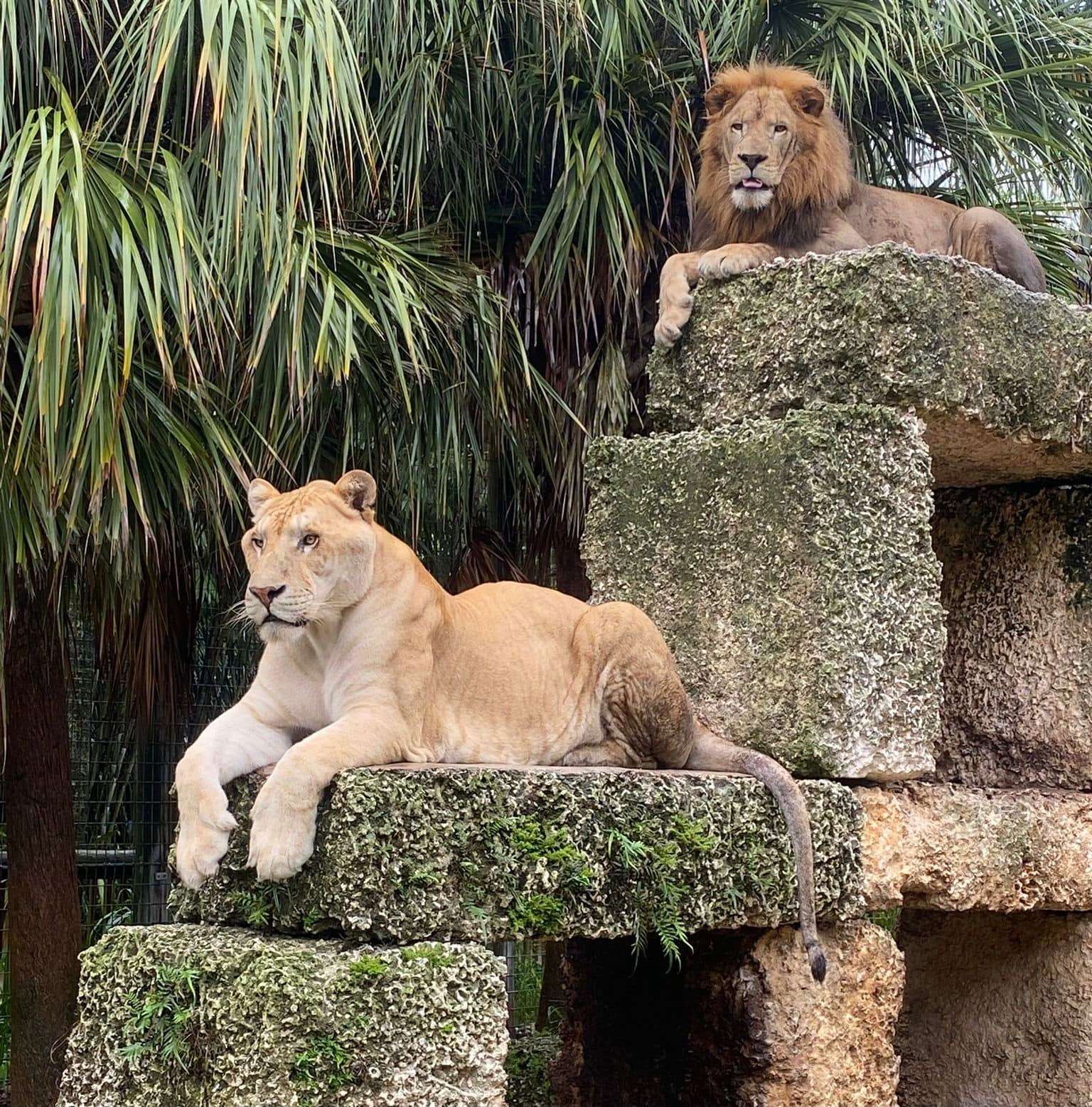 Visit Zoological Wildlife Foundation