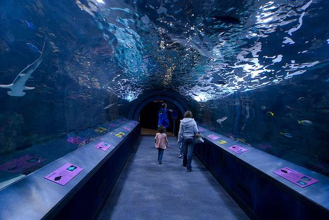 Newport Aquarium, Kentucky