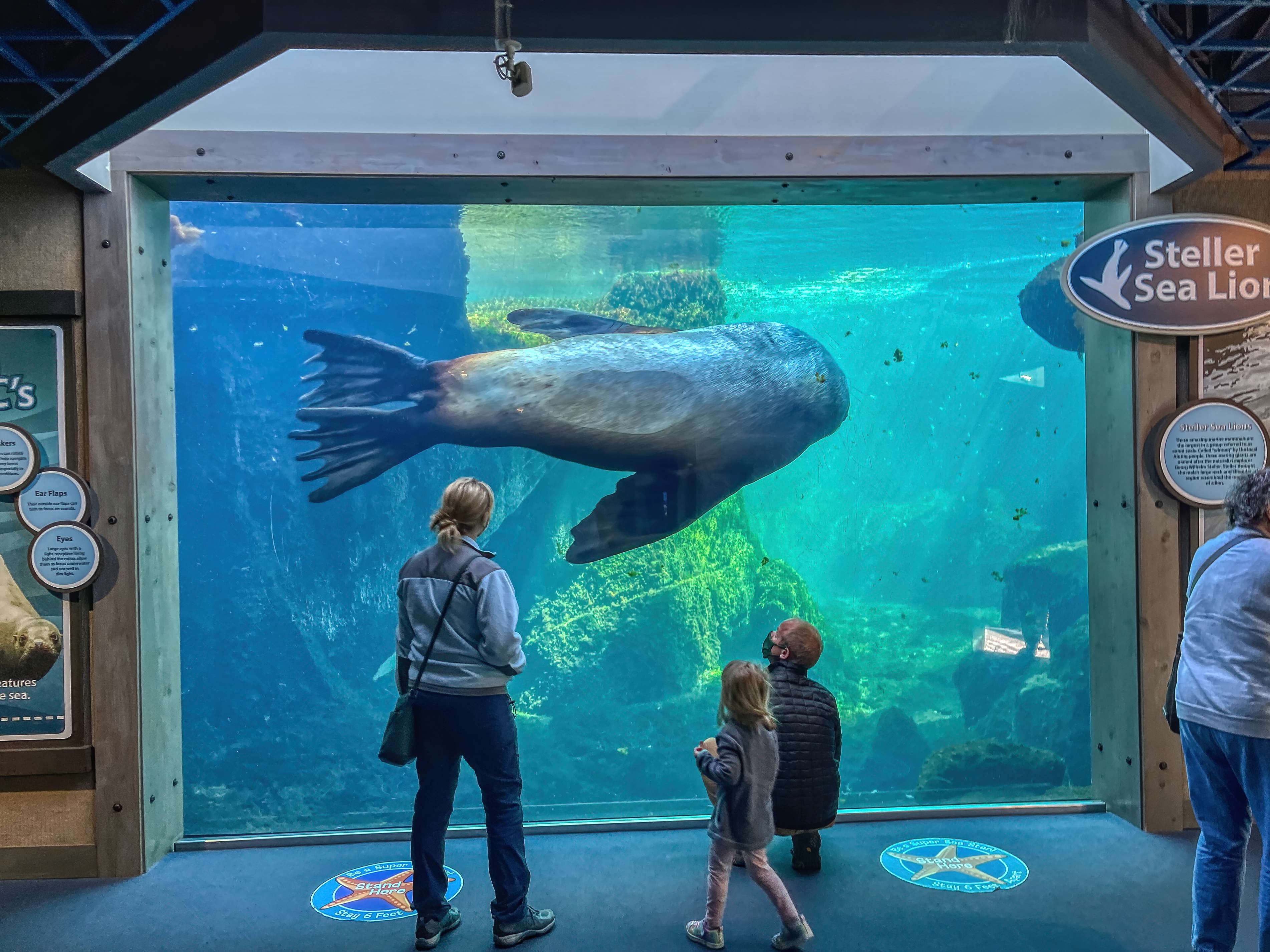 Alaska SeaLife Center, Alaska 