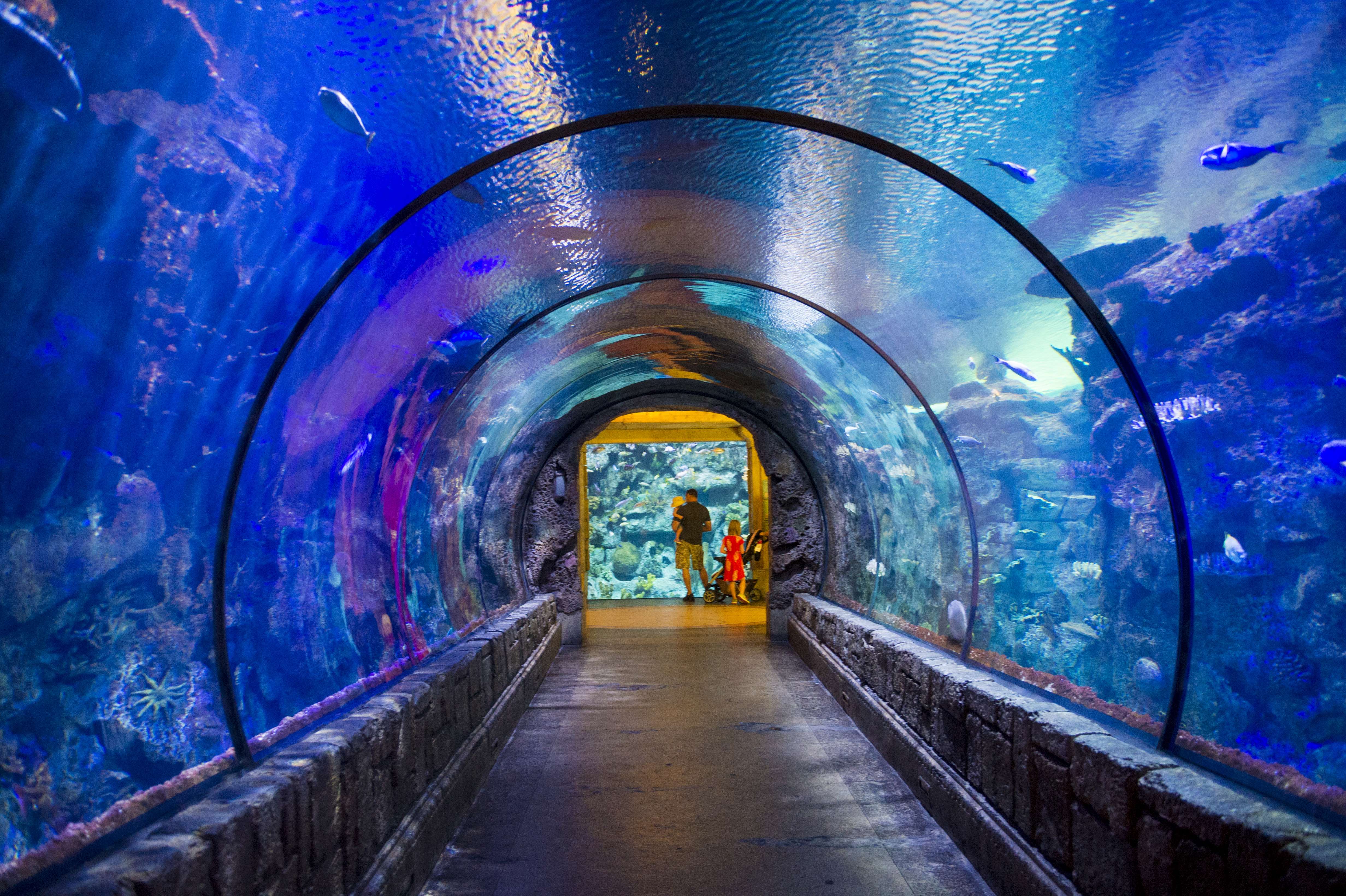 Shark Reef Aquarium at Mandalay Bay, Las Vegas