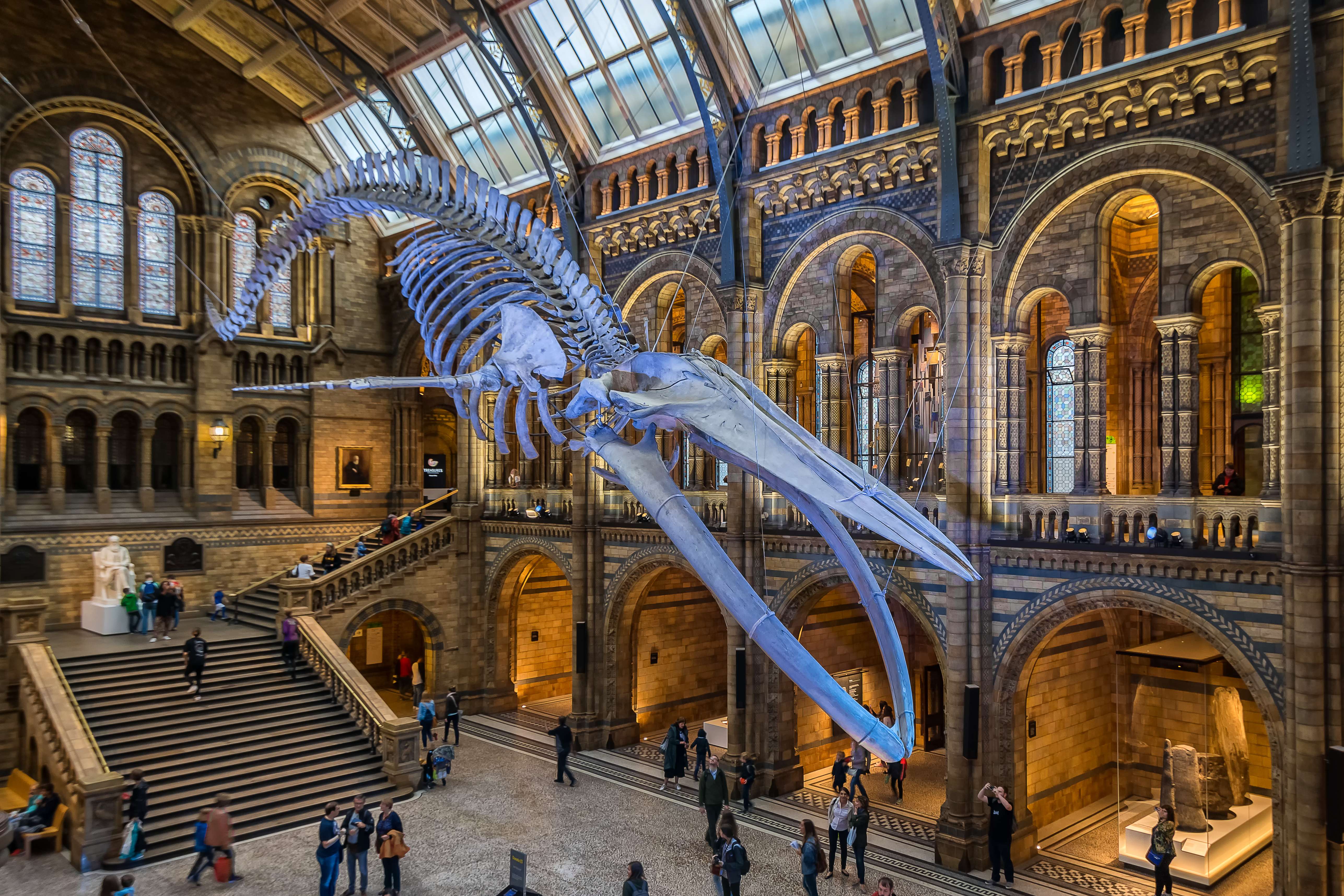 Explore the Museum of Natural History