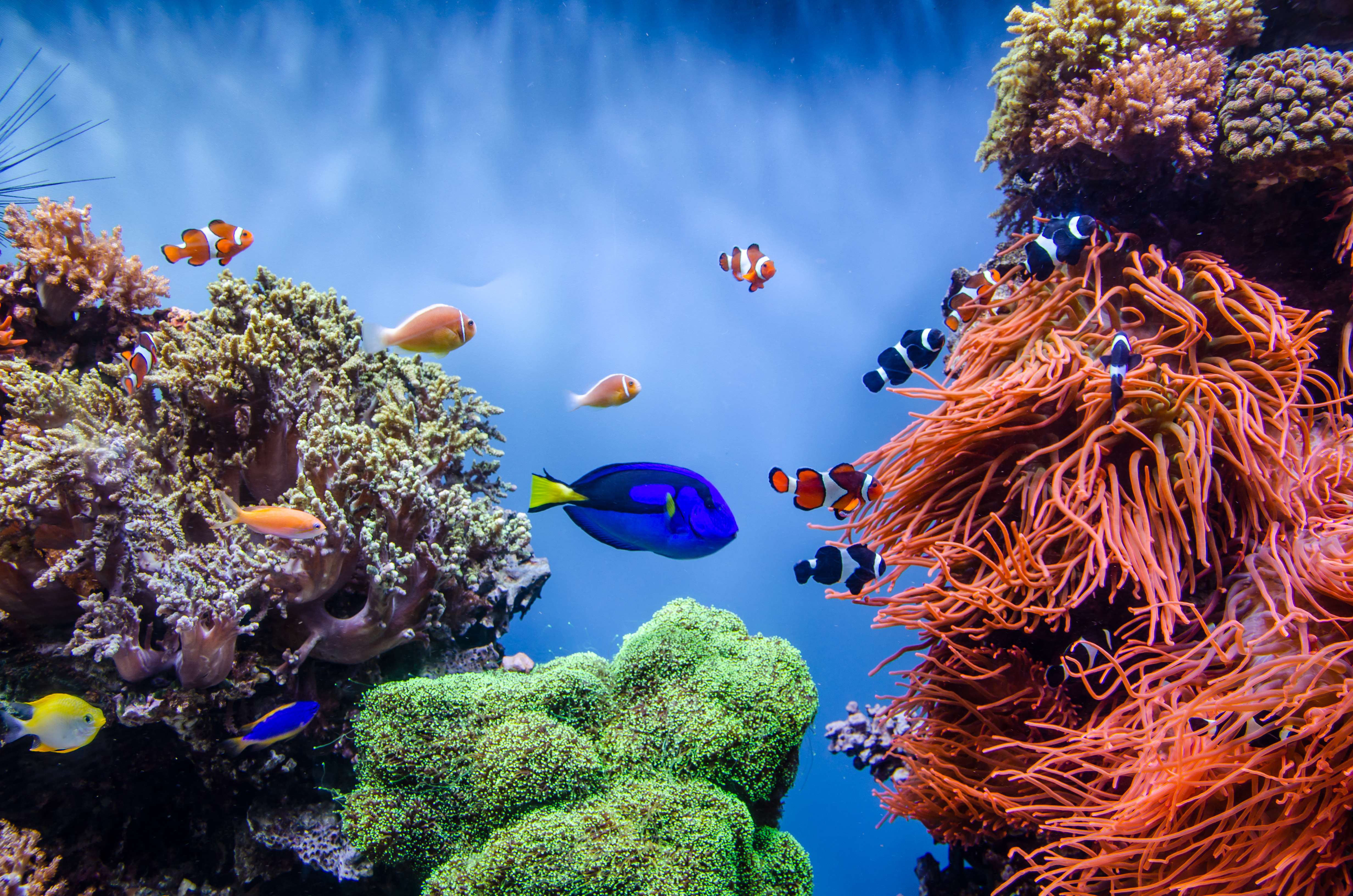 15 Best Aquariums in USA For An Unforgettable Experience!
