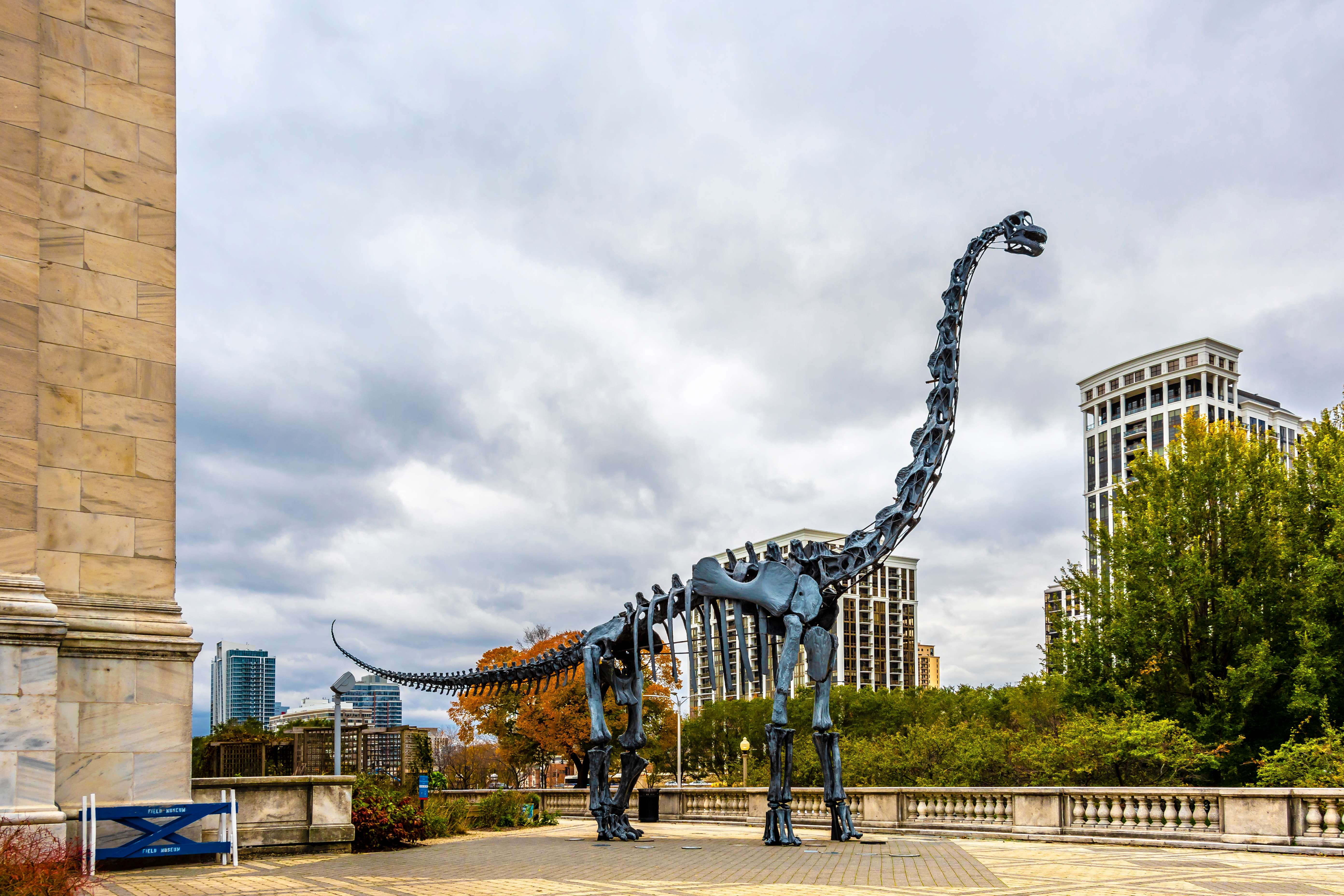 Discover Field Museum