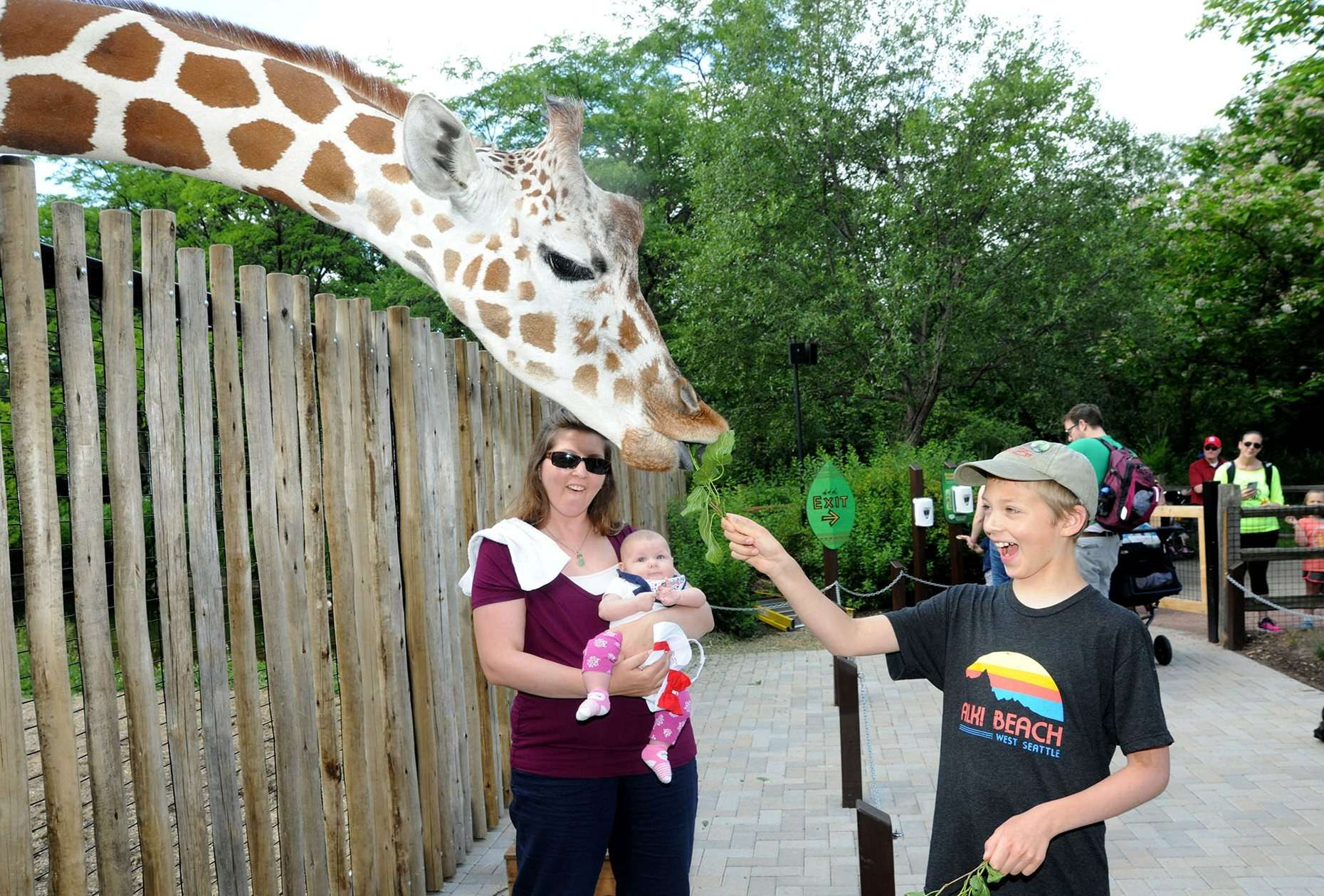 Feed Giraffe at Brookfield Zoo