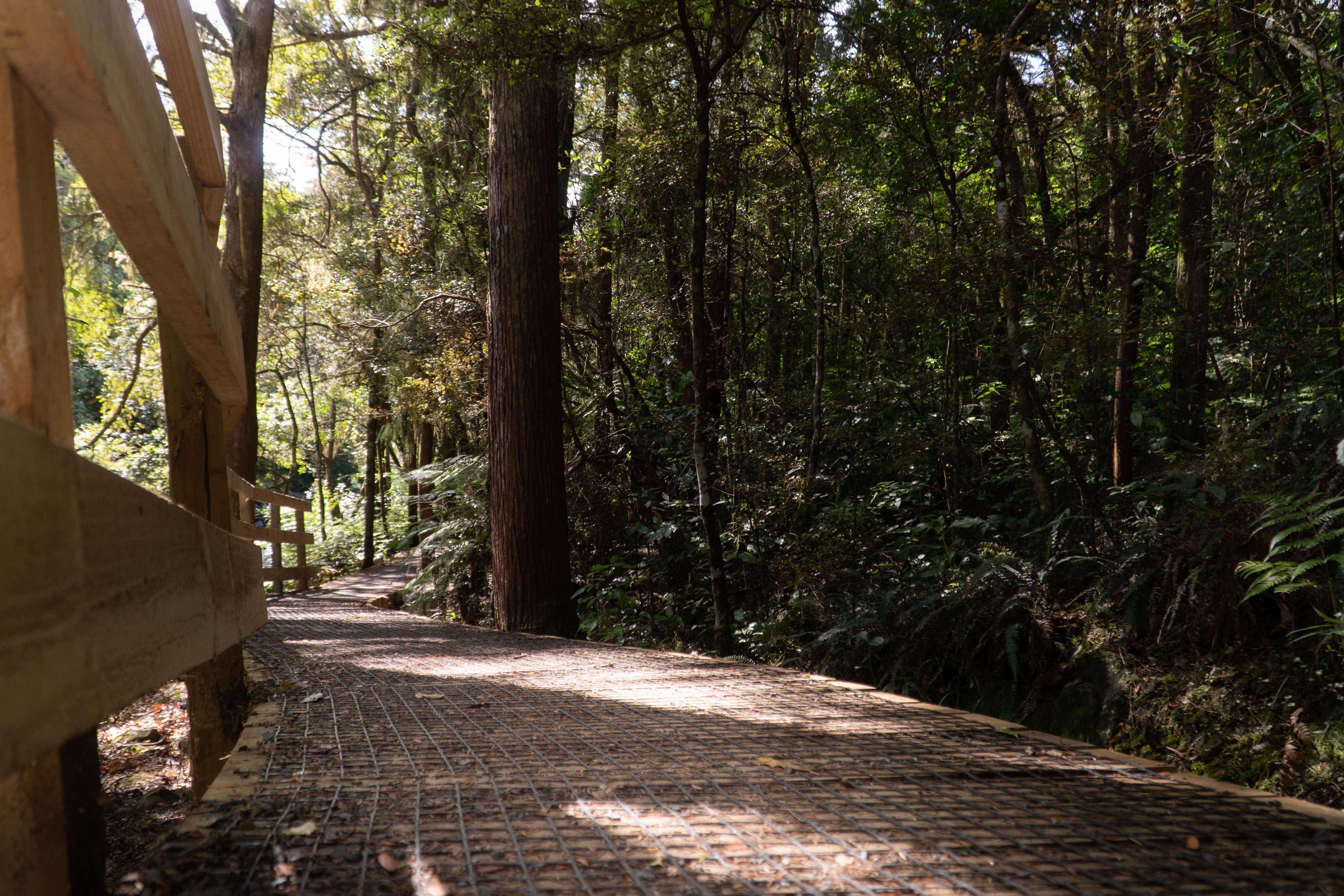 Kauri Walk in Puketi Forest