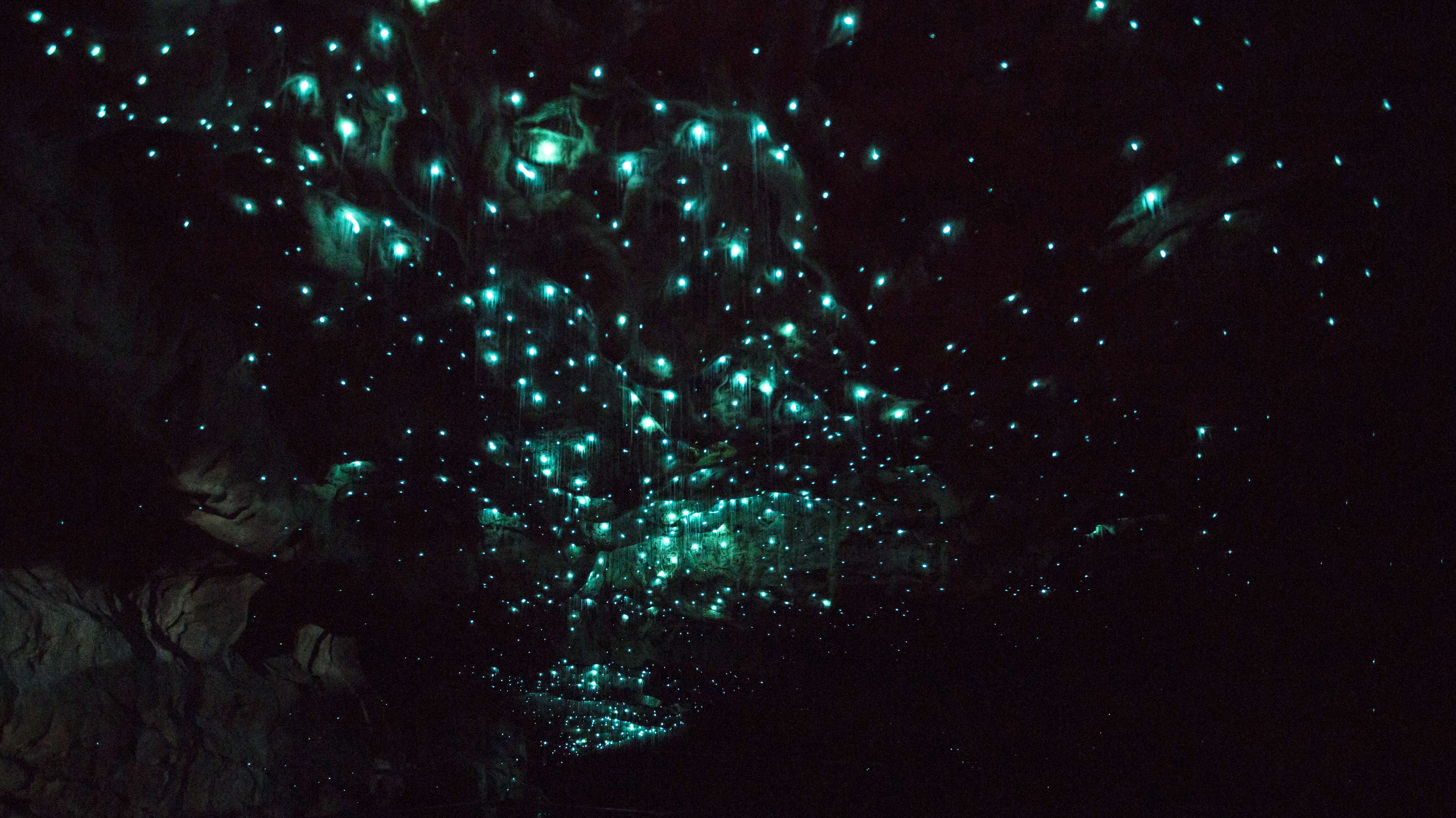 Check out some glow worms