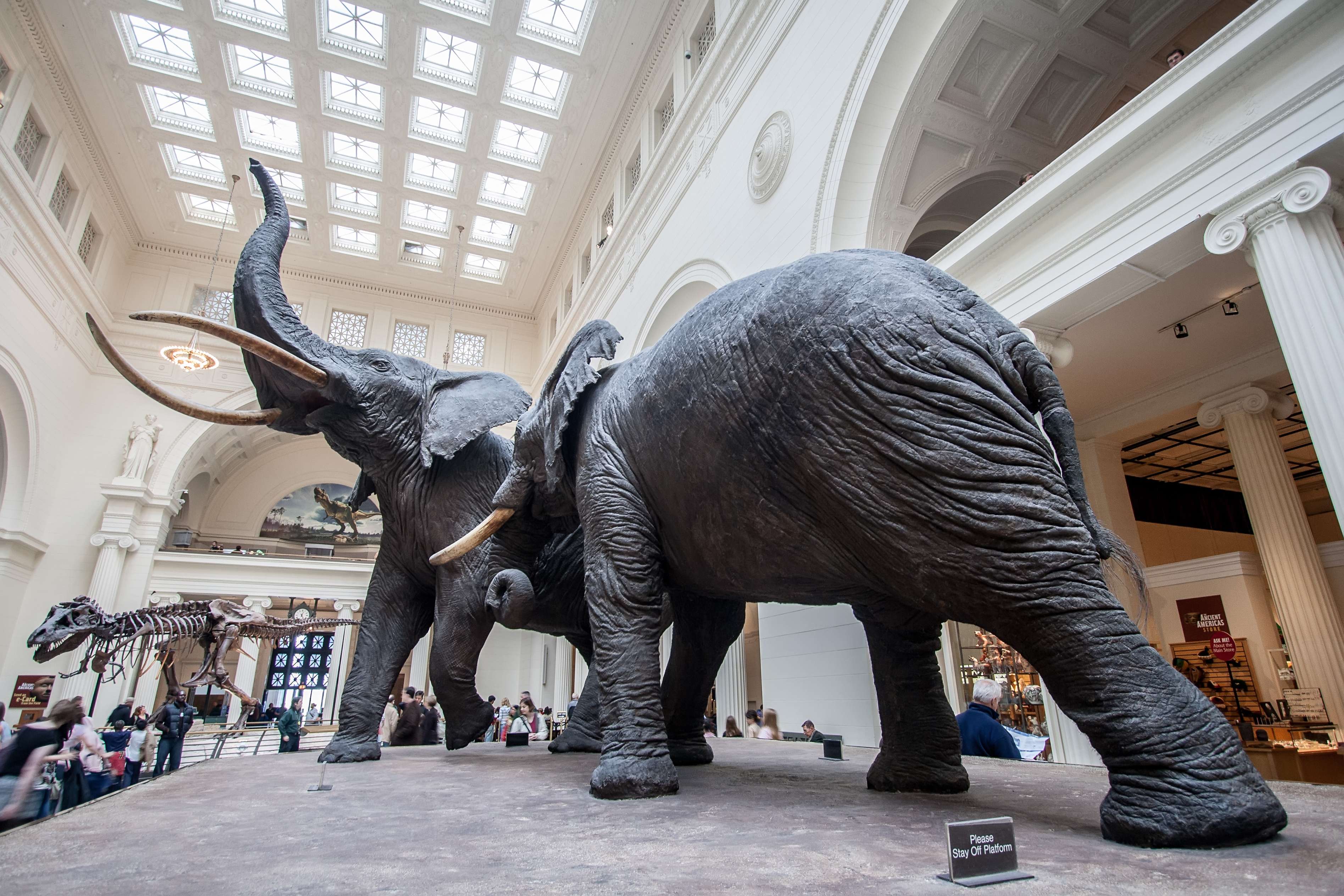 Discover Chicago History Museum