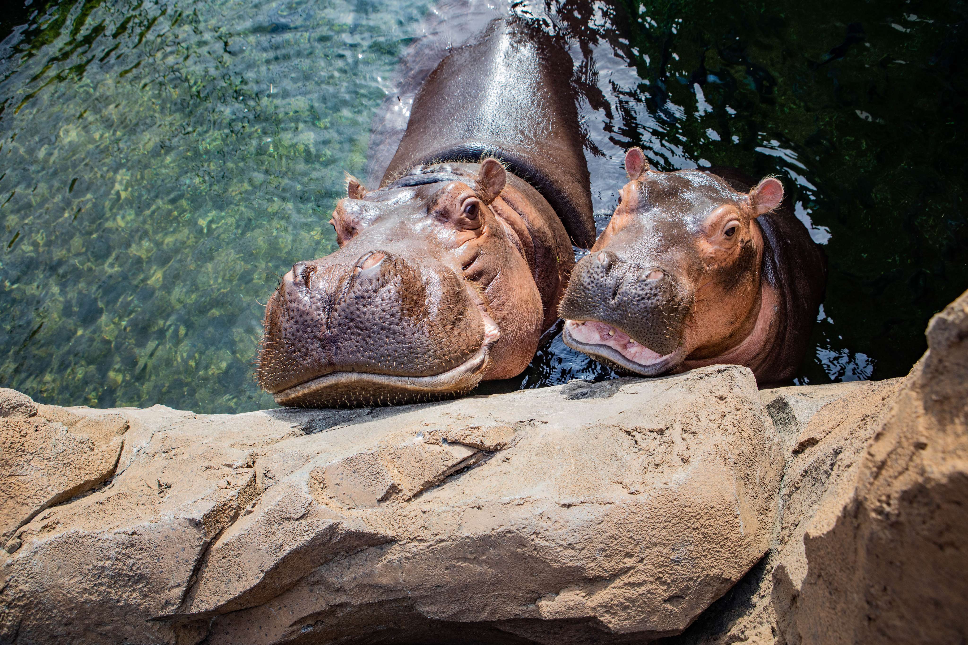 Cincinnati Zoo & Botanical Garden