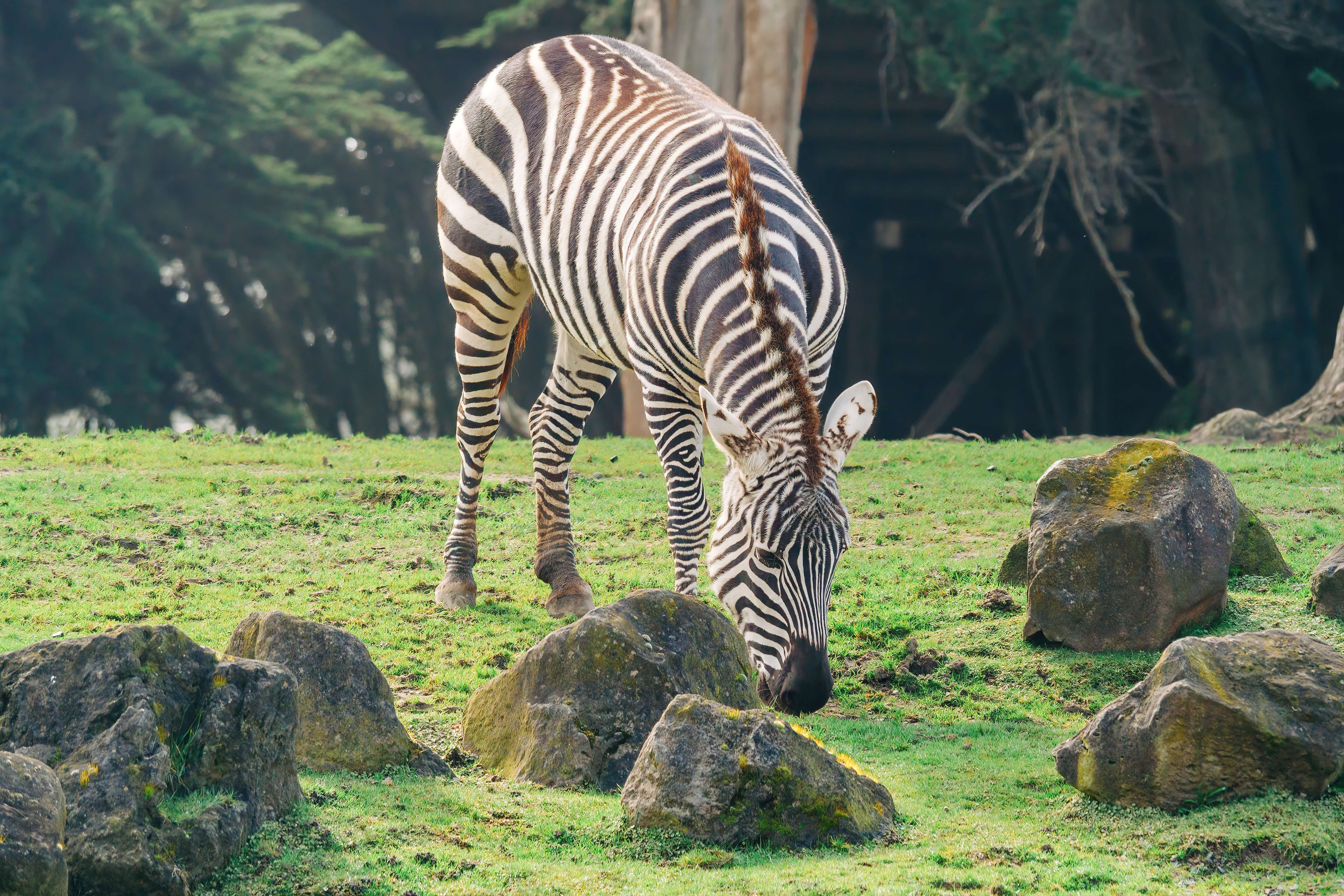San Francisco Zoo, San Francisco