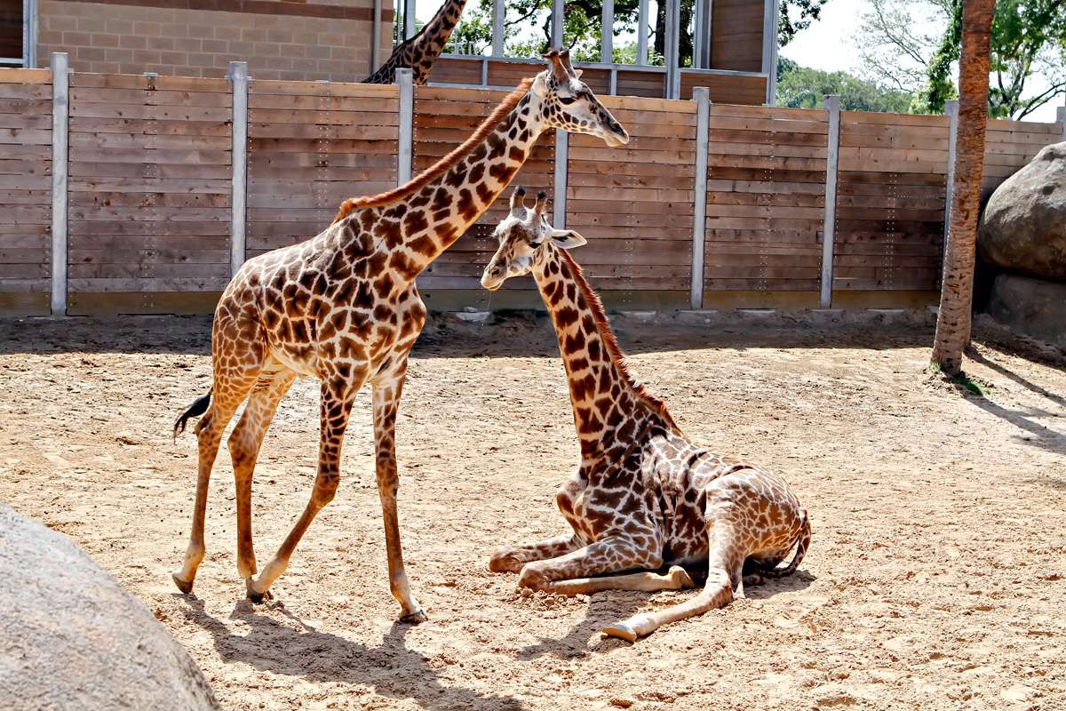 Houston Zoo, Houston