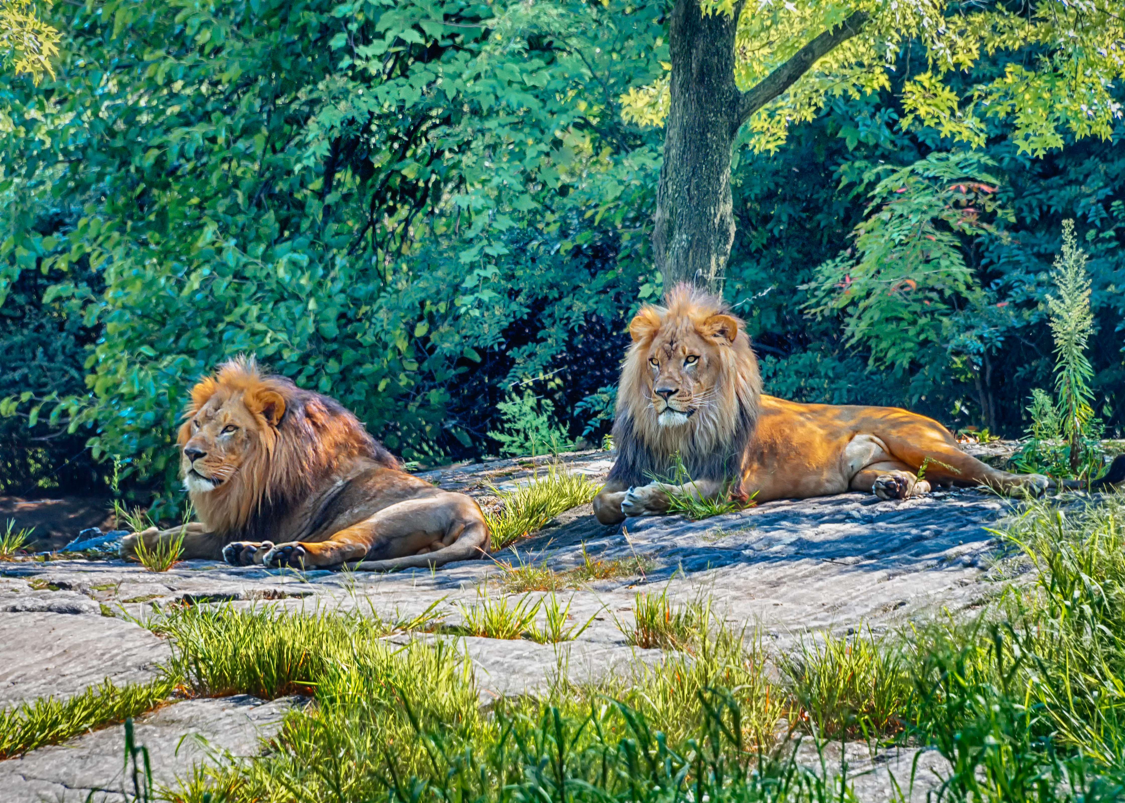 Explore Bronx Zoo
