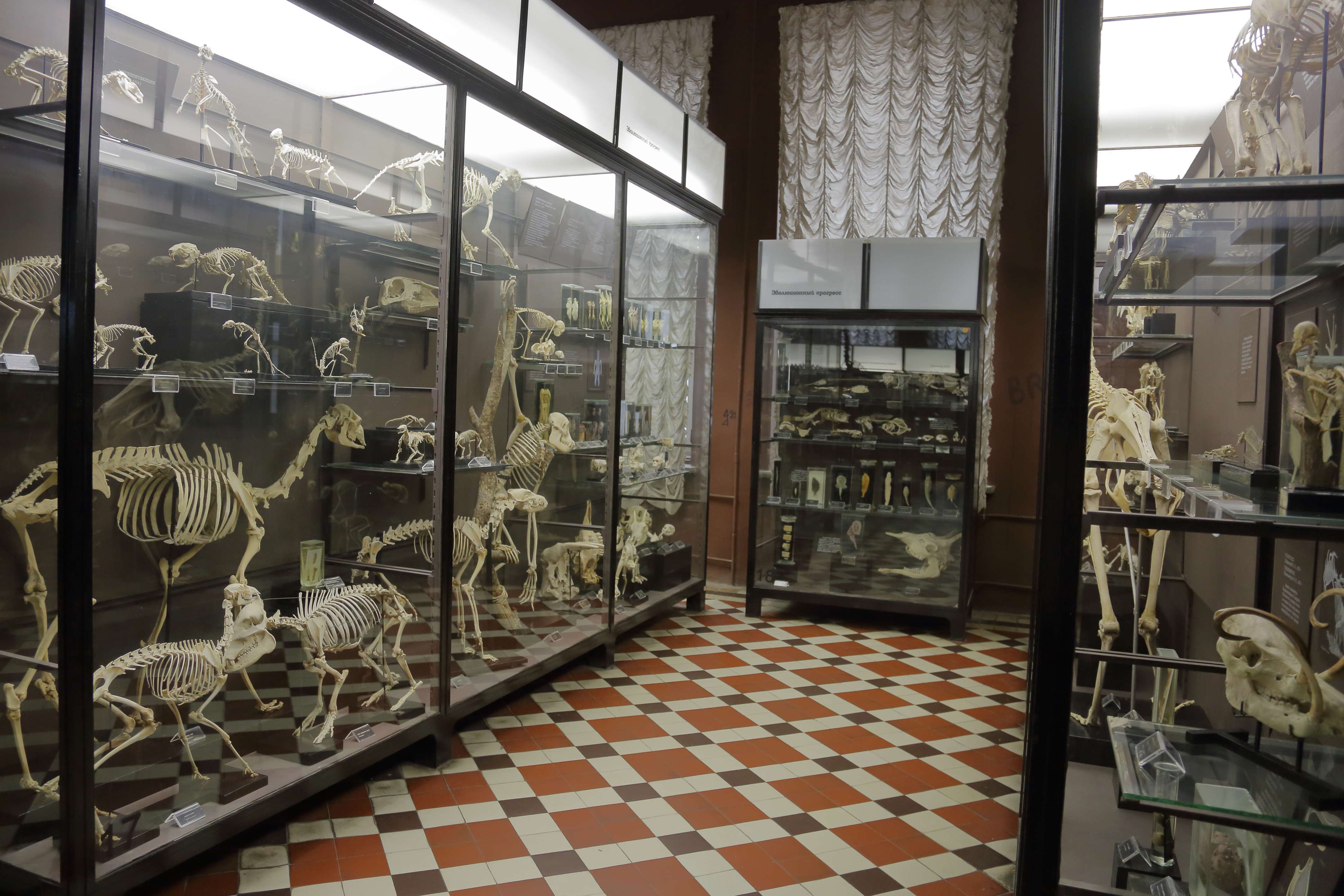 Take A  Zoological Museum Tour