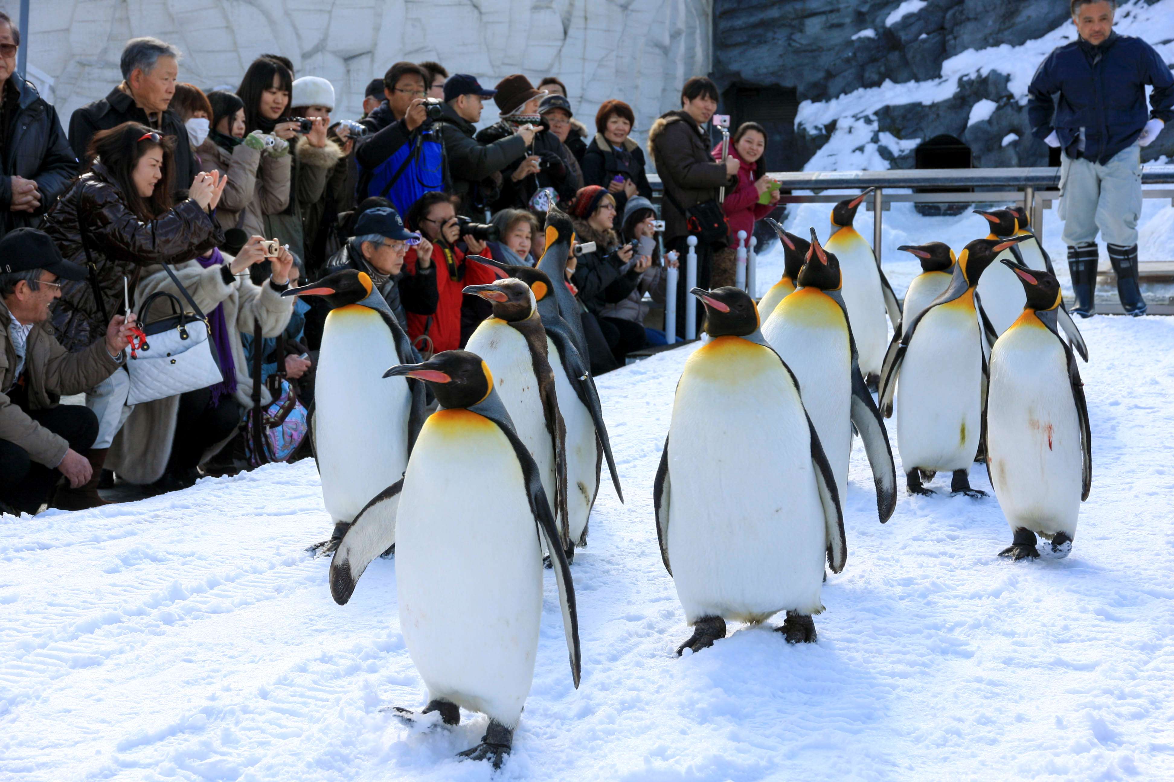 Watch Penguin Parade At Zoo