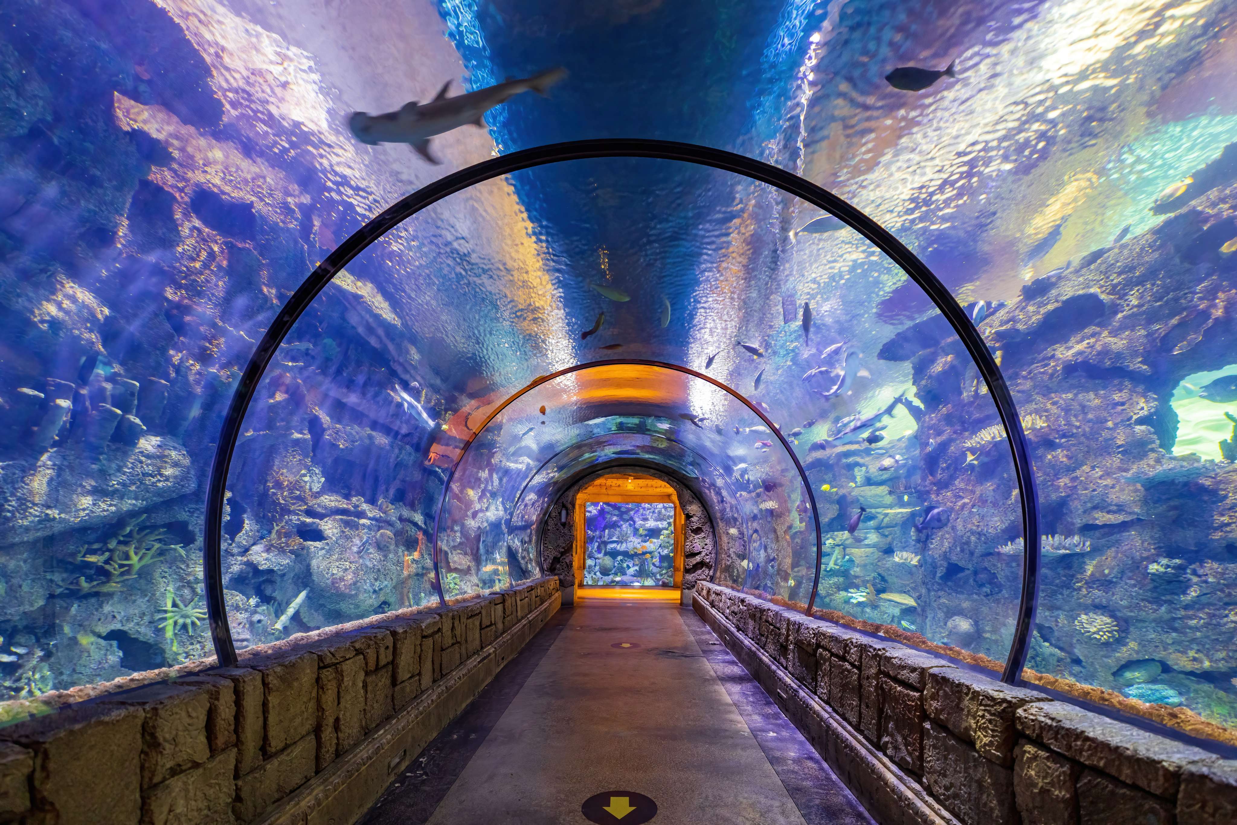 10 Zoos and Aquariums in Las Vegas That You Must Checkout!