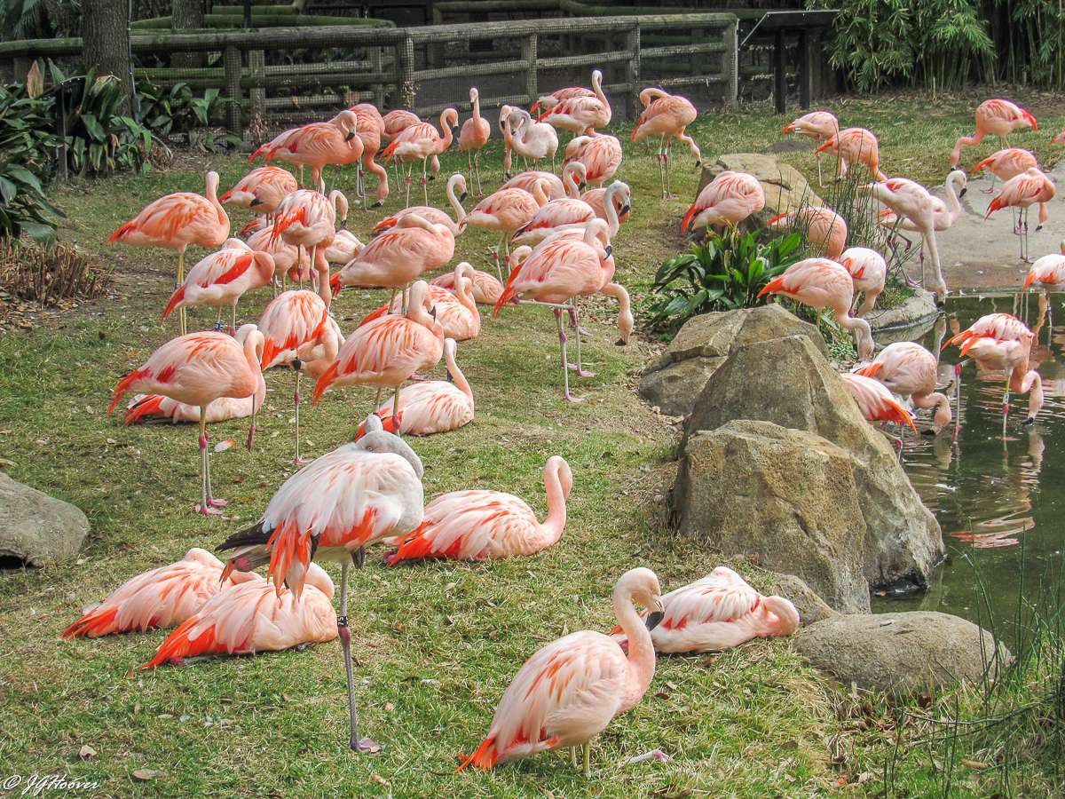 15 Top Zoos In The USA for Experience Wildlife Encounter!