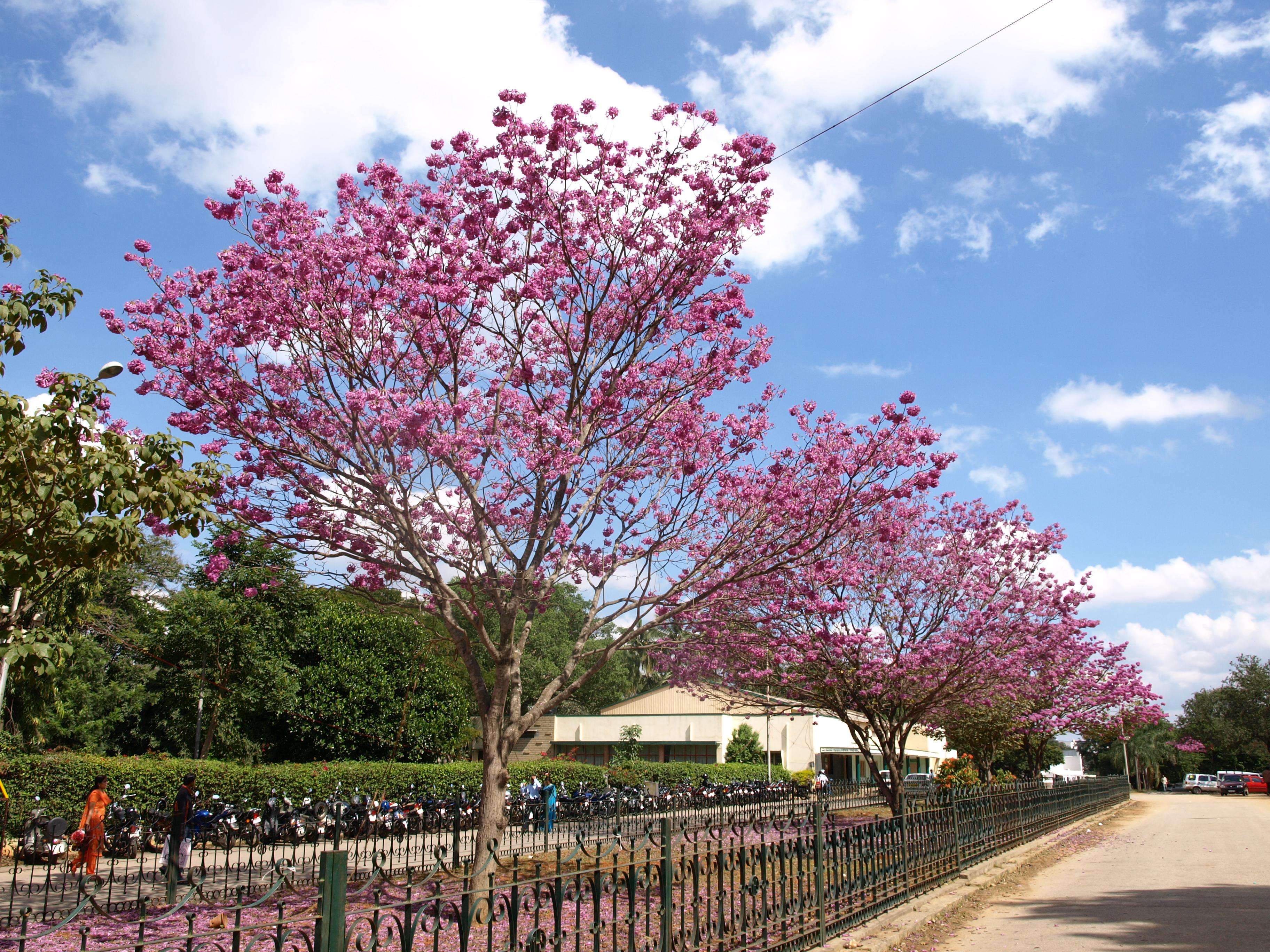 Bangalore to Pondicherry Route Map