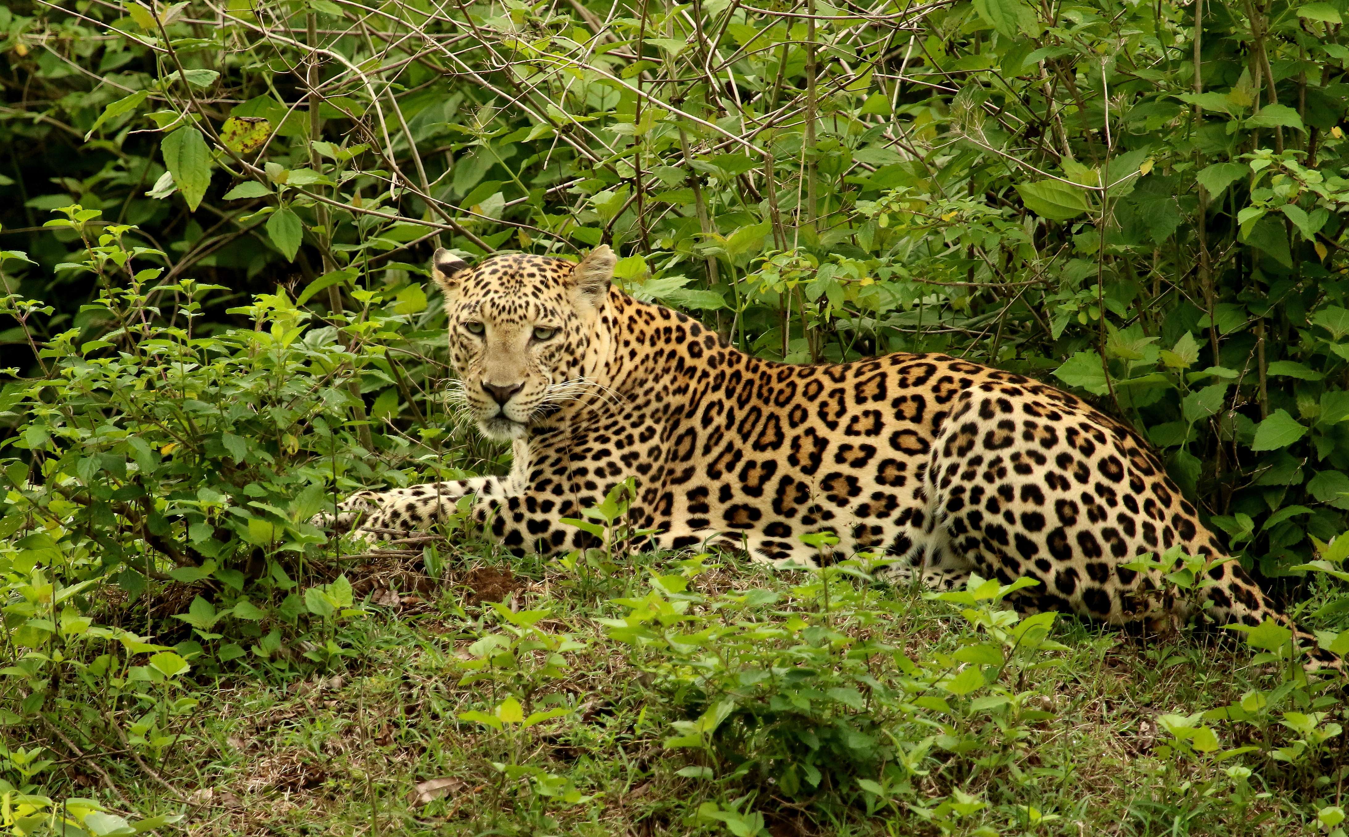 Bandipur National Park
