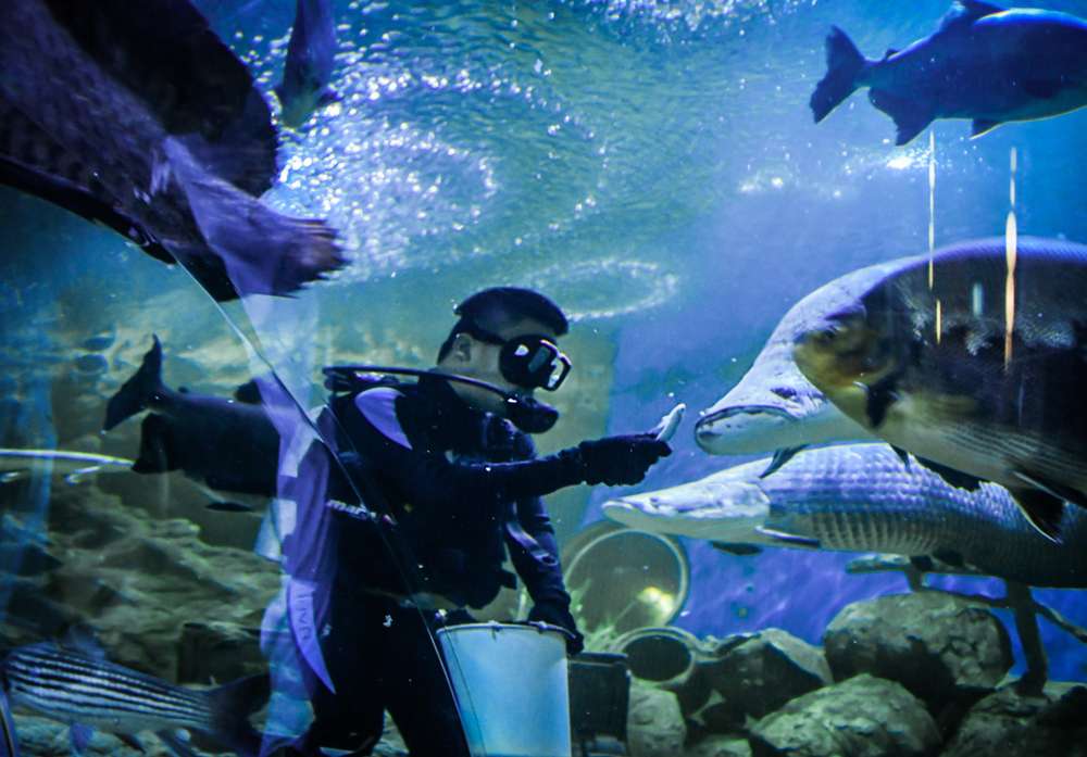 Underwater World, Pattaya