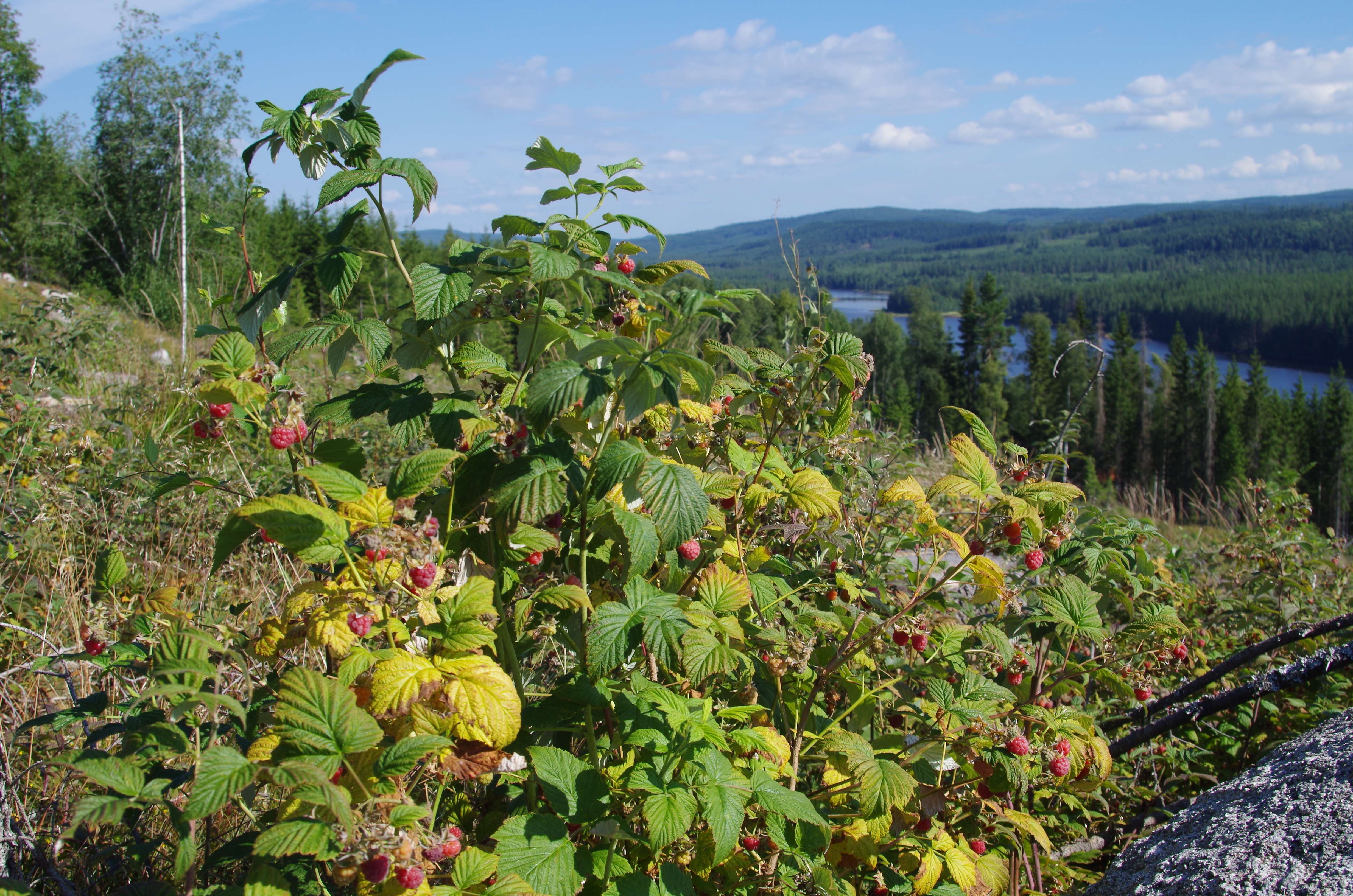 Pick Blueberries in Dalarna