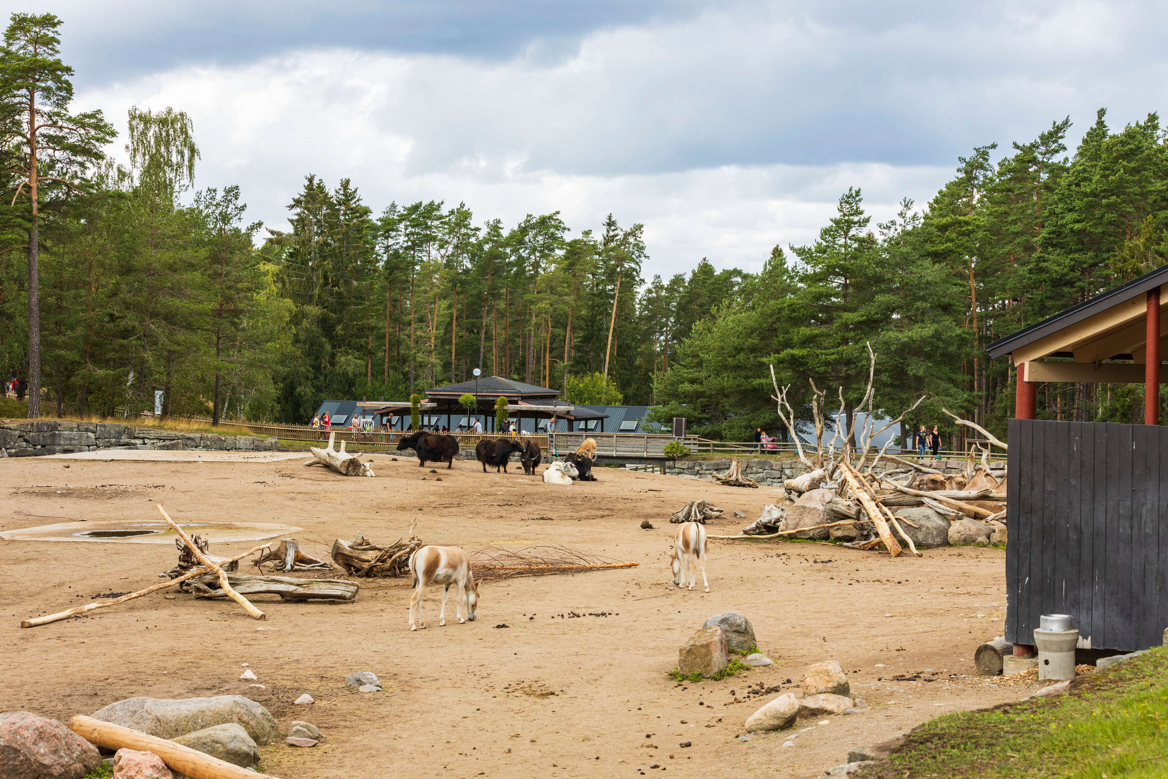 Go Wildlife Spotting at The Kolmarden Wildlife Park