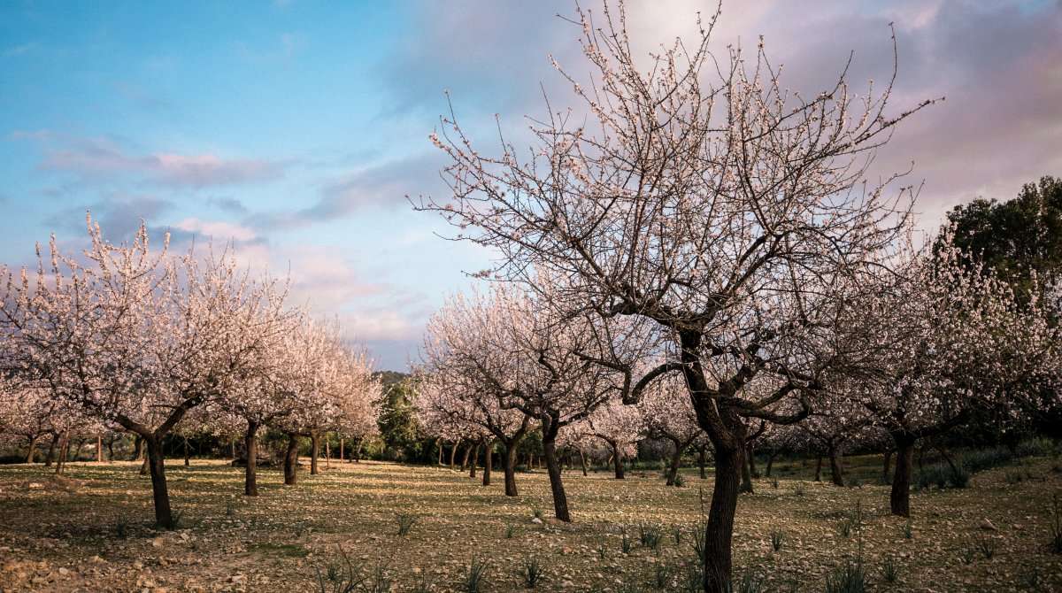Enjoy the Almond Blossom in Mallorca