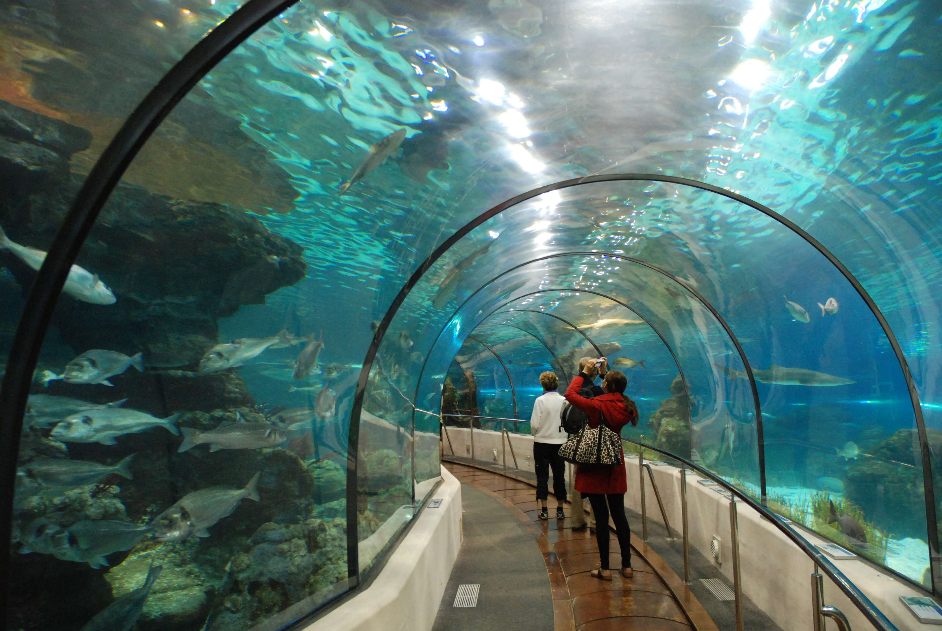 Experience The Marine World At Barcelona Aquarium