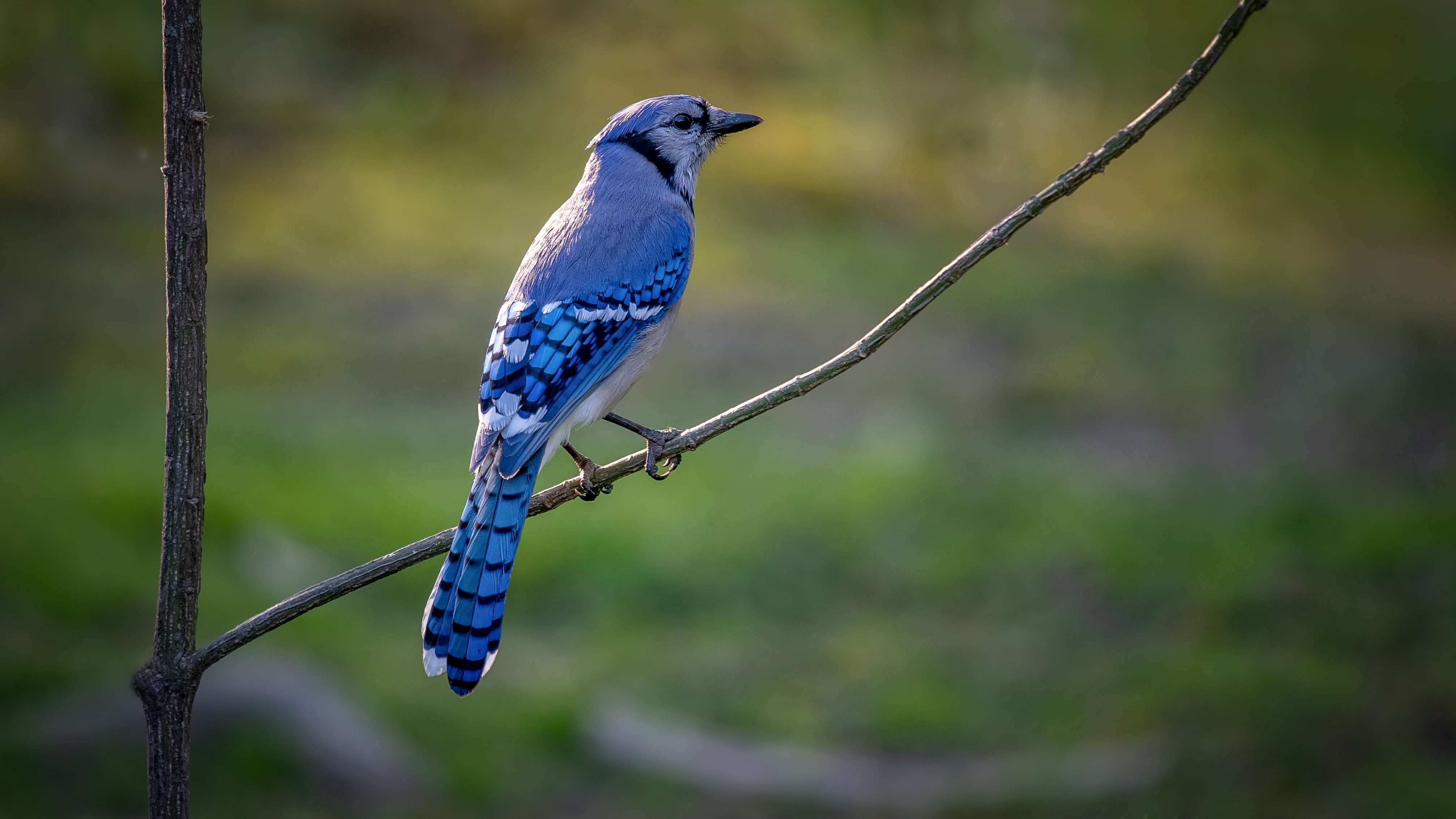 Explore Pangot and Kilbury Bird Sanctuary