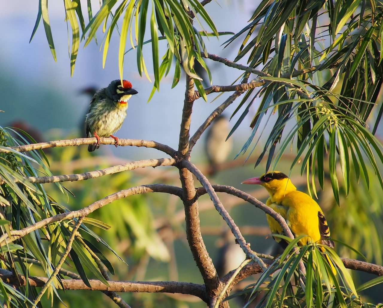 Delve into Birdwatching