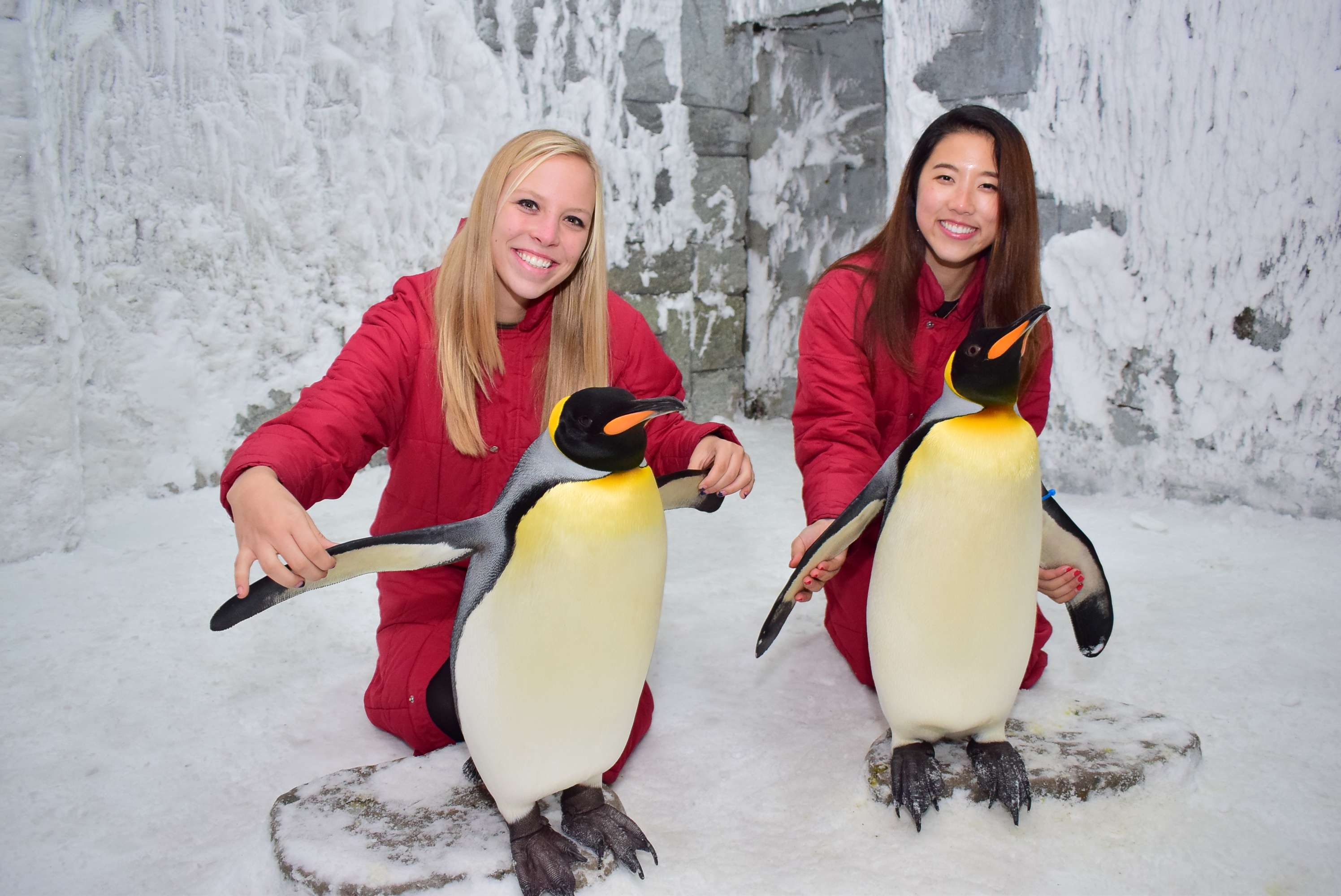 Get Up Close With Penguins