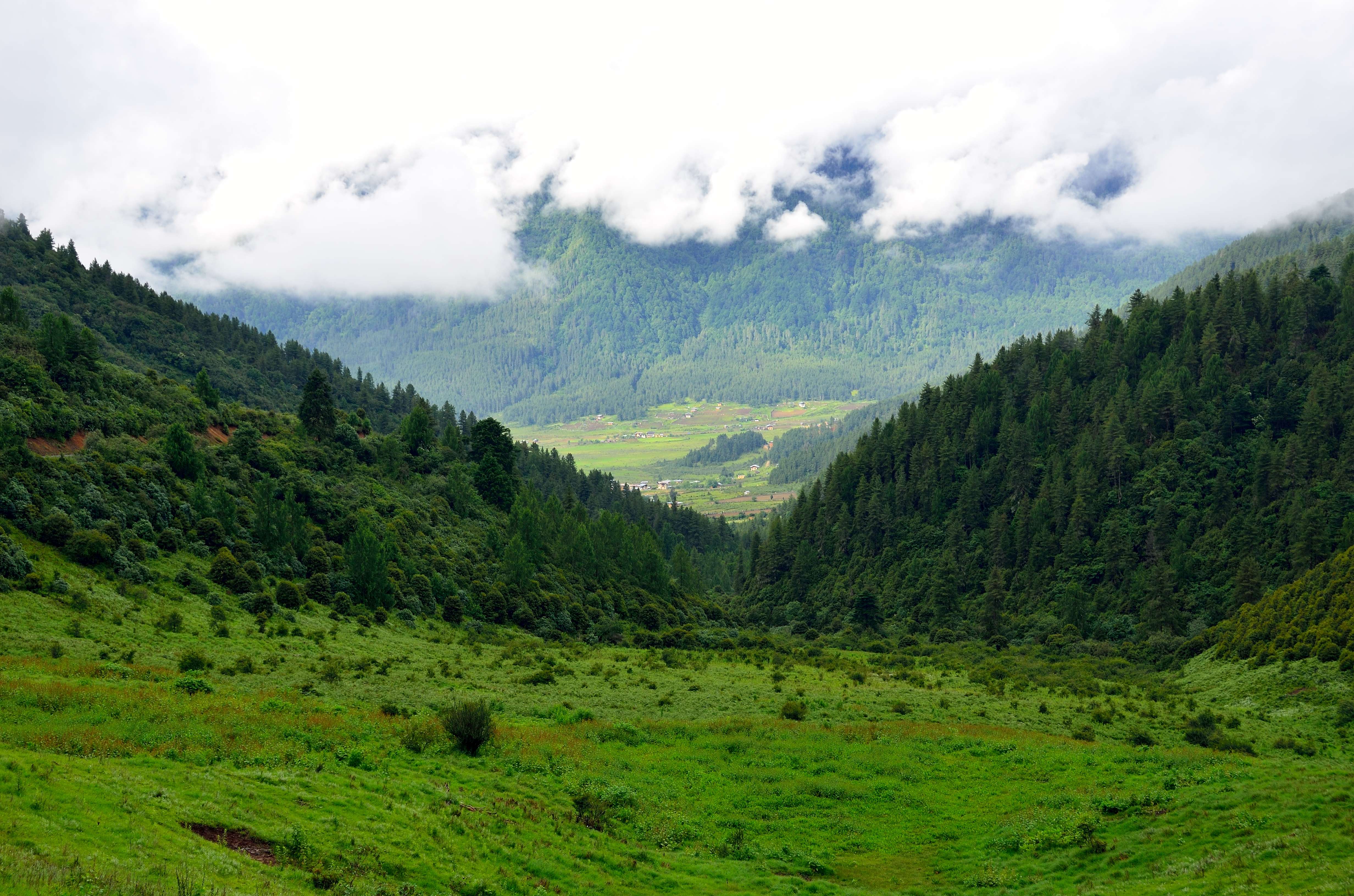 See Black-Necked Cranes In Phobjikha Valley