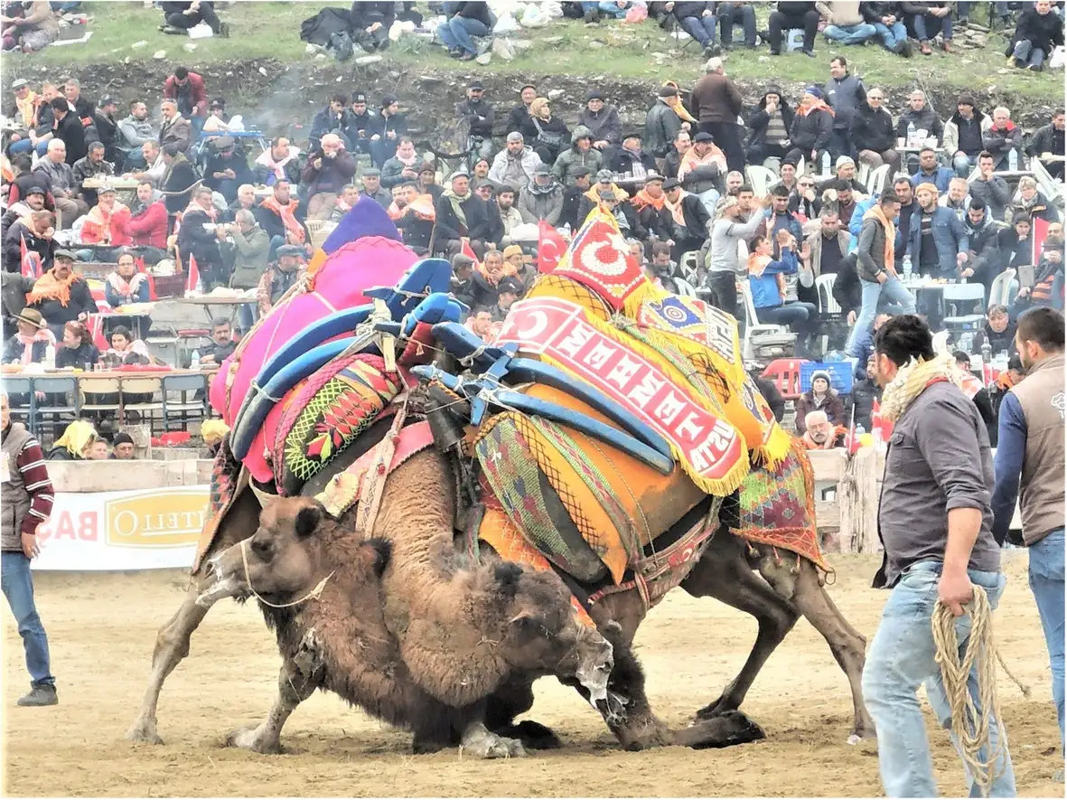 Attend the Wrestling Camel Festival