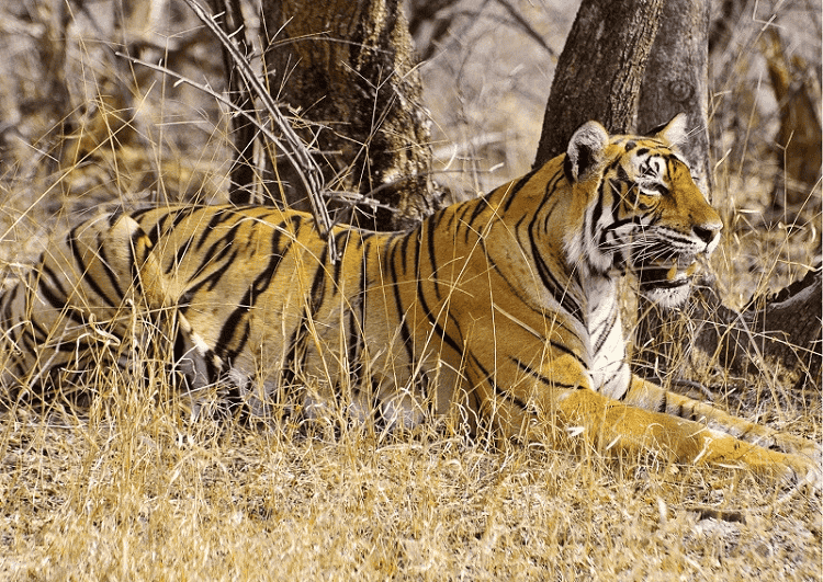 Dholpur-Karauli Tiger Reserve 