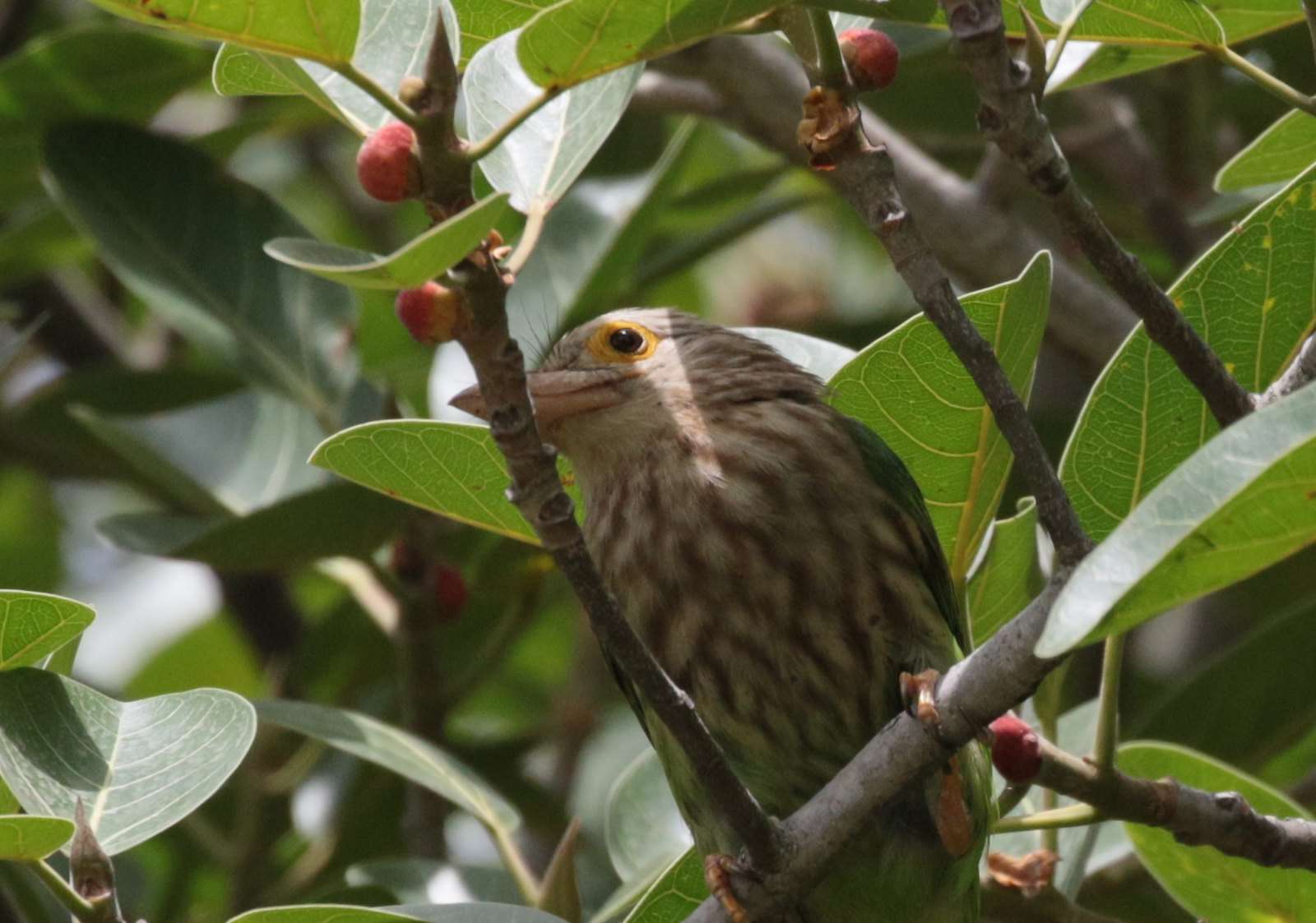 Sitabani Wildlife Reserve