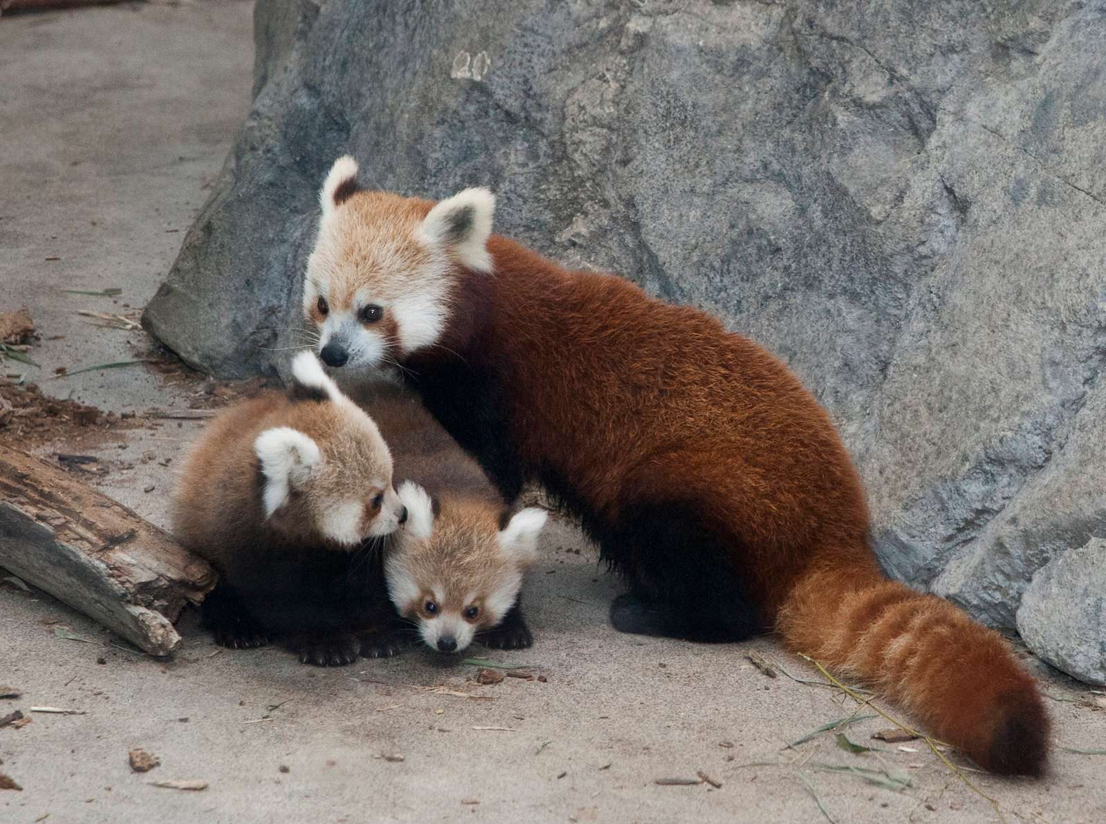 Visit The Nainital Zoo