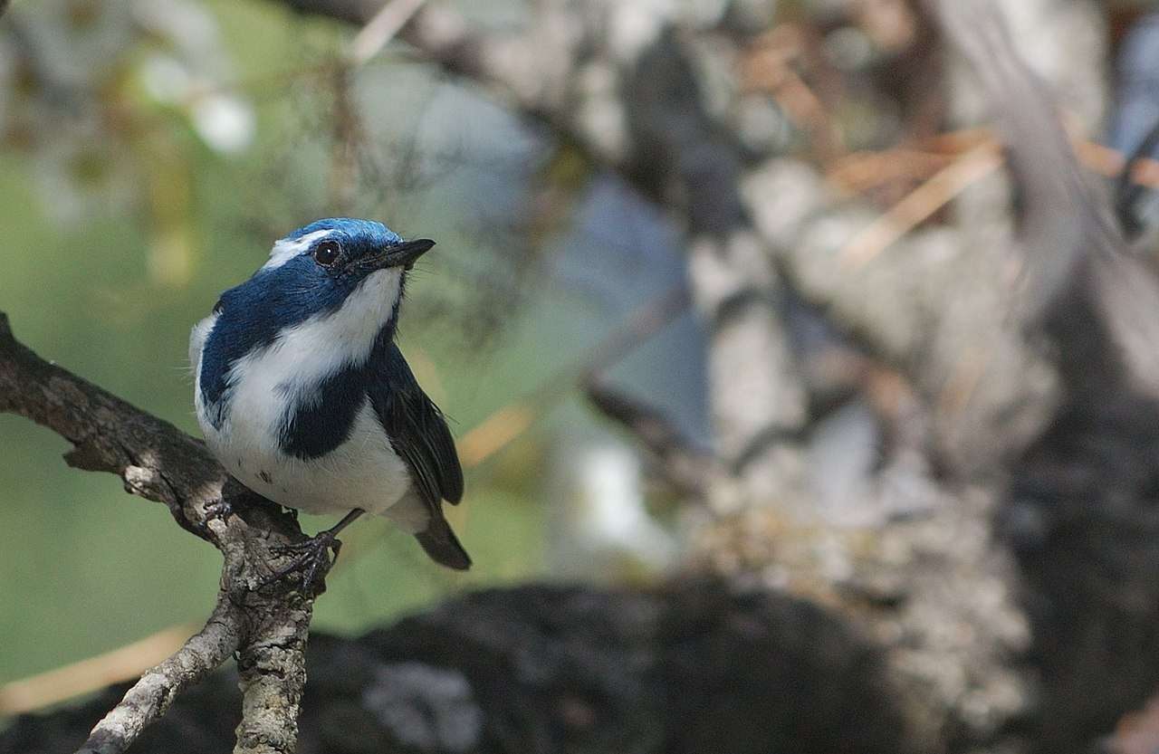 Go Birdwatching At Pangot And Kilbury Bird Sanctuary