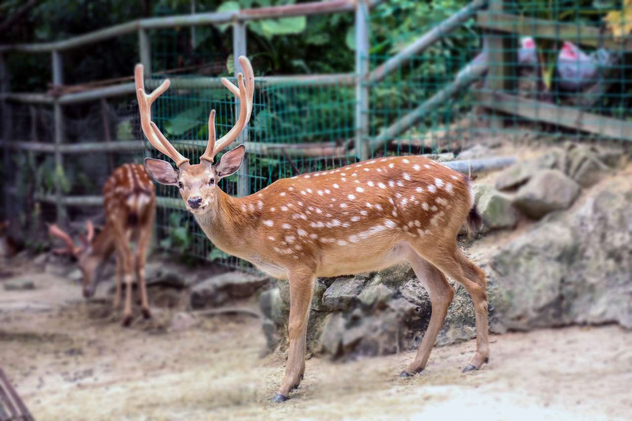 Explore Wildlife At Binsar Sanctuary