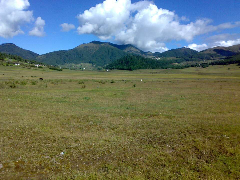 See Black-Necked Cranes In Phobjikha Valley