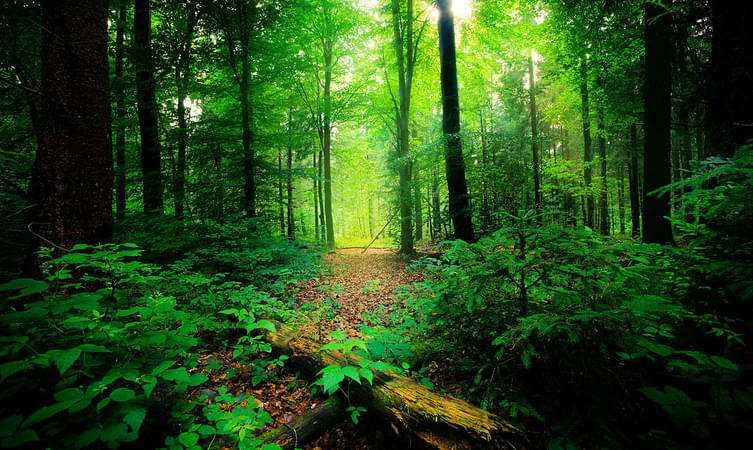 Silhouette National Park