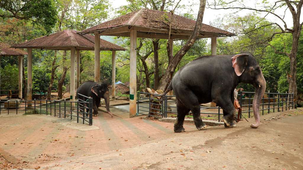 Konni Elephant Training Center