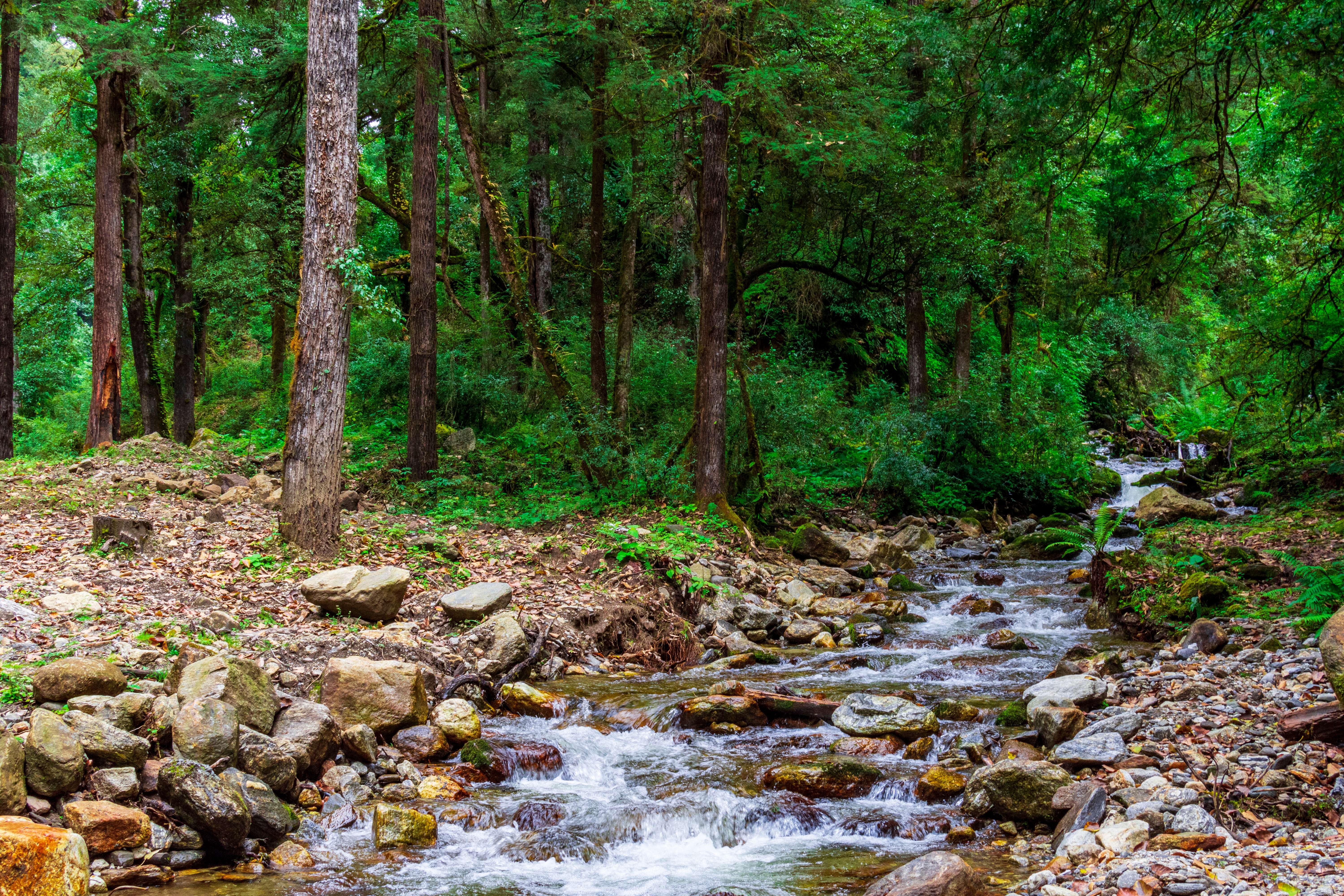 Jigme Dorji National Park