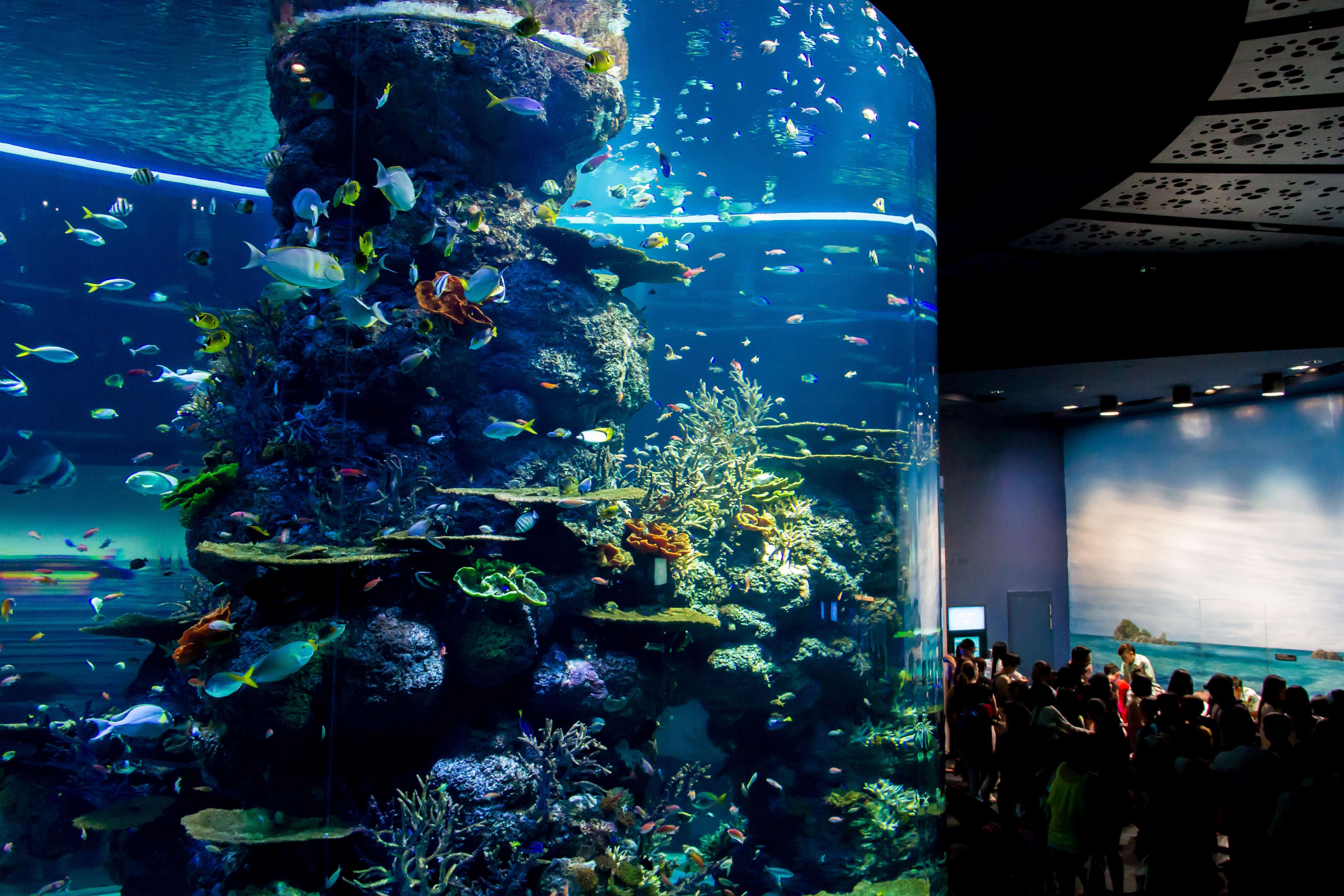 Get A Chance To See Spectacular Open Ocean Tank