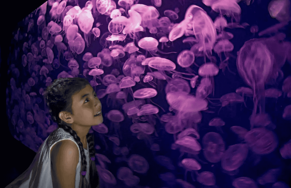 Explore Sea Jellies Gallery
