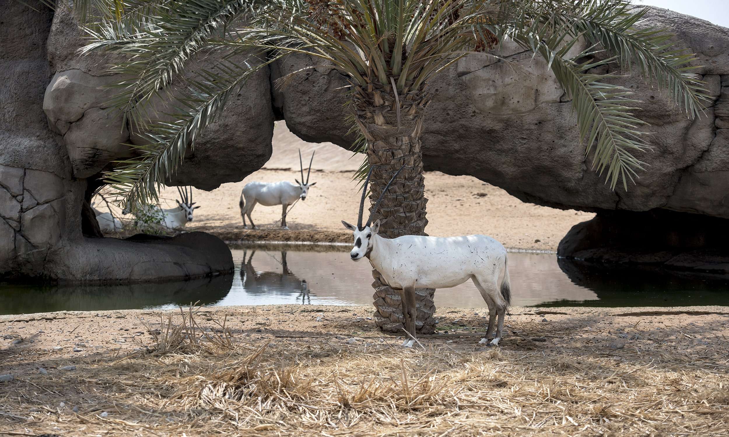 Arabian Desert Safari