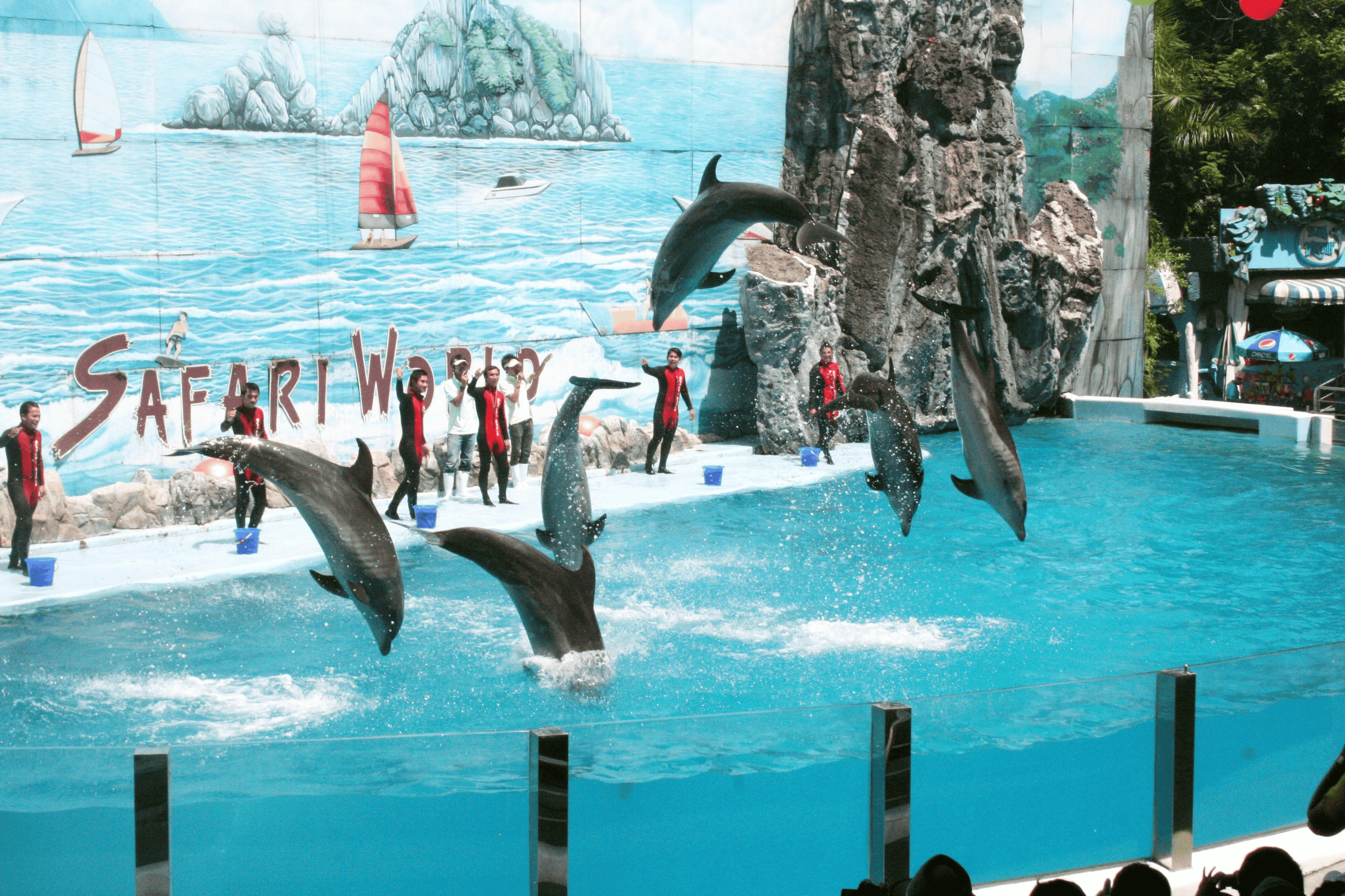 Dolphin Show