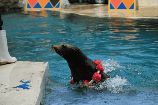 Sea Lion Show