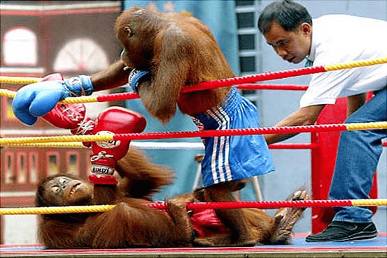 Orangutans Boxing Show