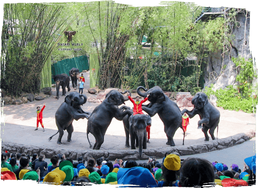 Elephant Show